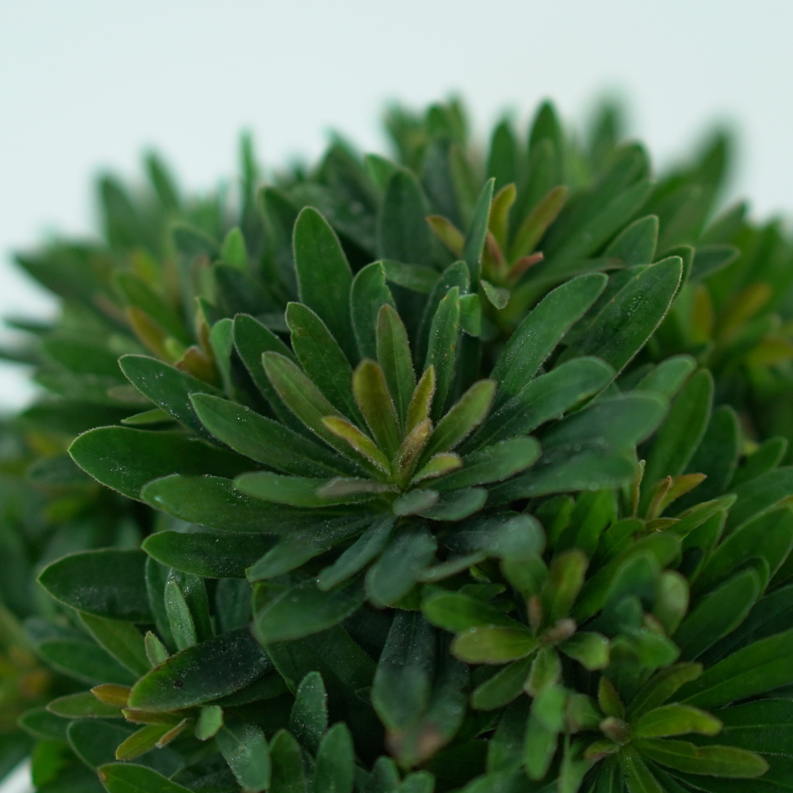 EUPHORBIA AMYGDALOIDES 'Purpurea' Wilczomlecz migdałolistny