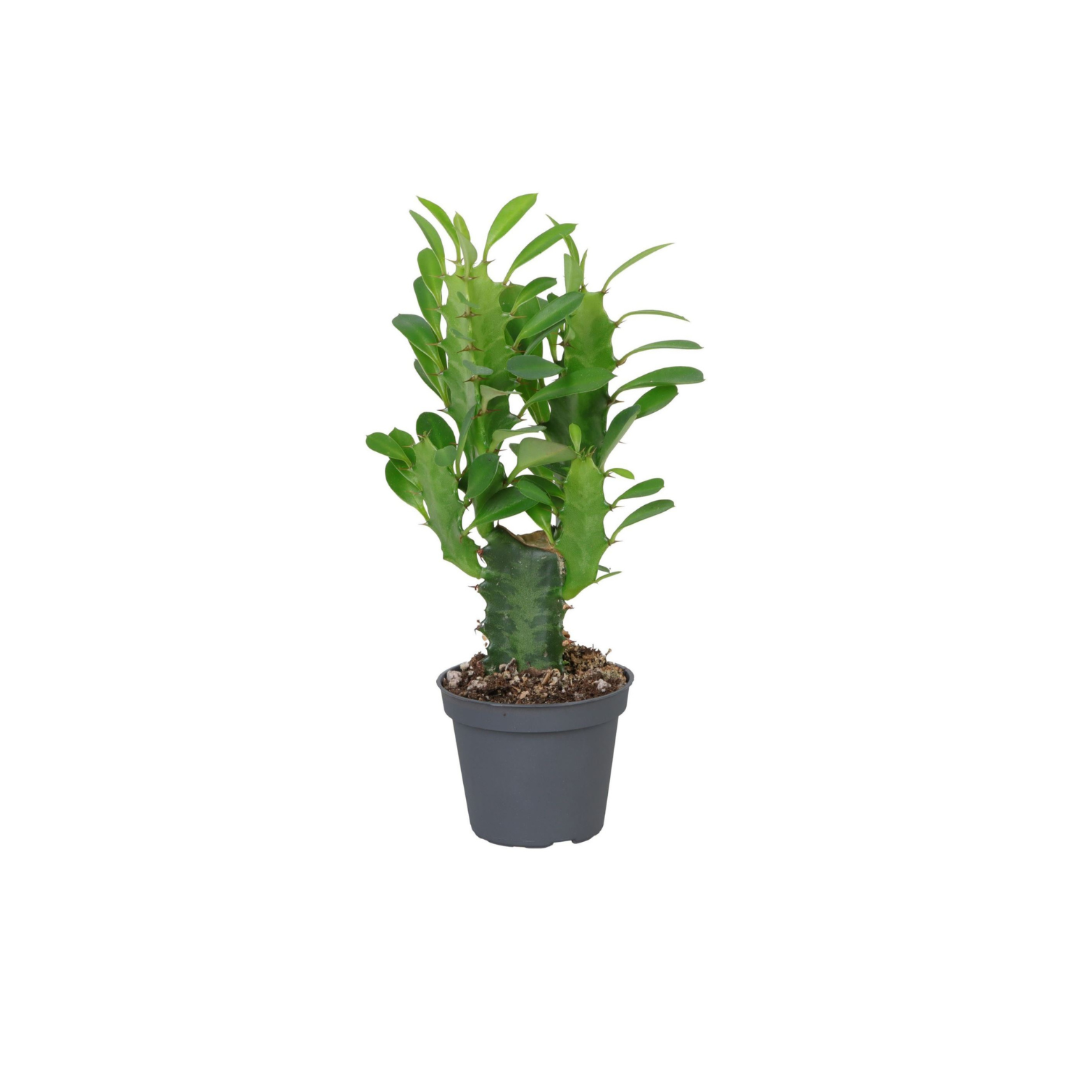 EUPHORBIA TRIGONA Wilczomlecz
