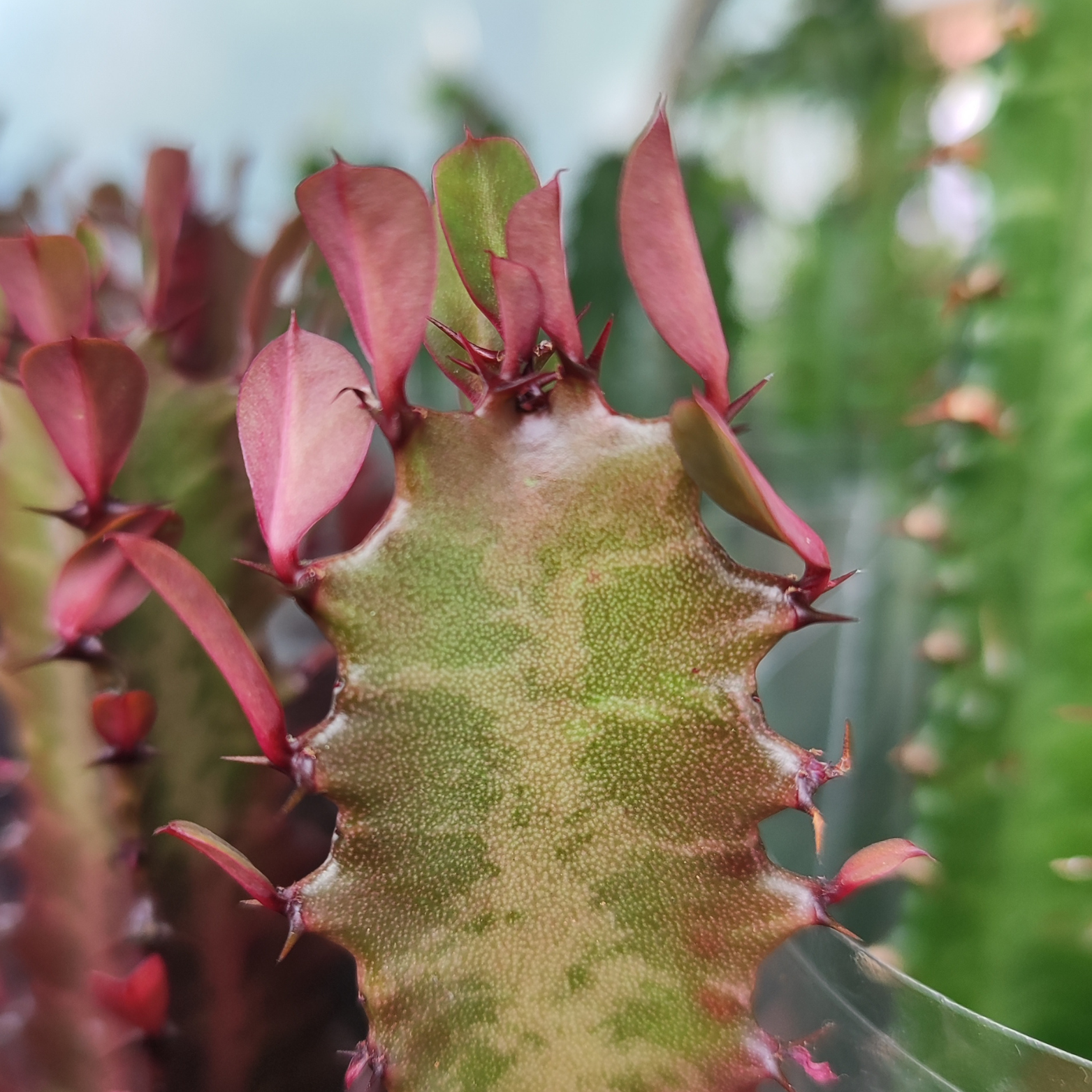 EUPHORBIA TRIGONA Wilczomlecz