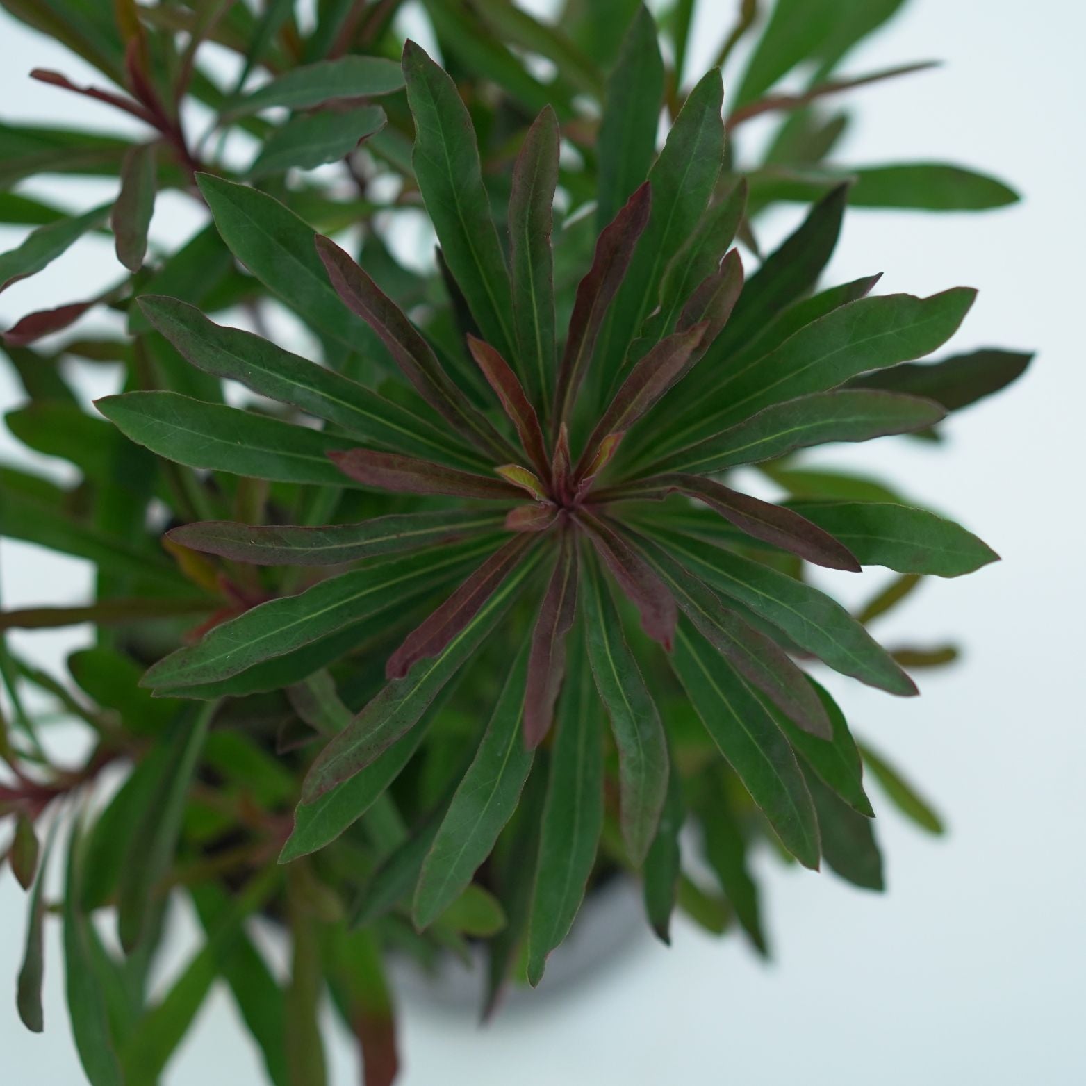 EUPHORBIA AMYGDALOIDES 'MINER'S MERLOT' Wilczomlecz migdałolistny