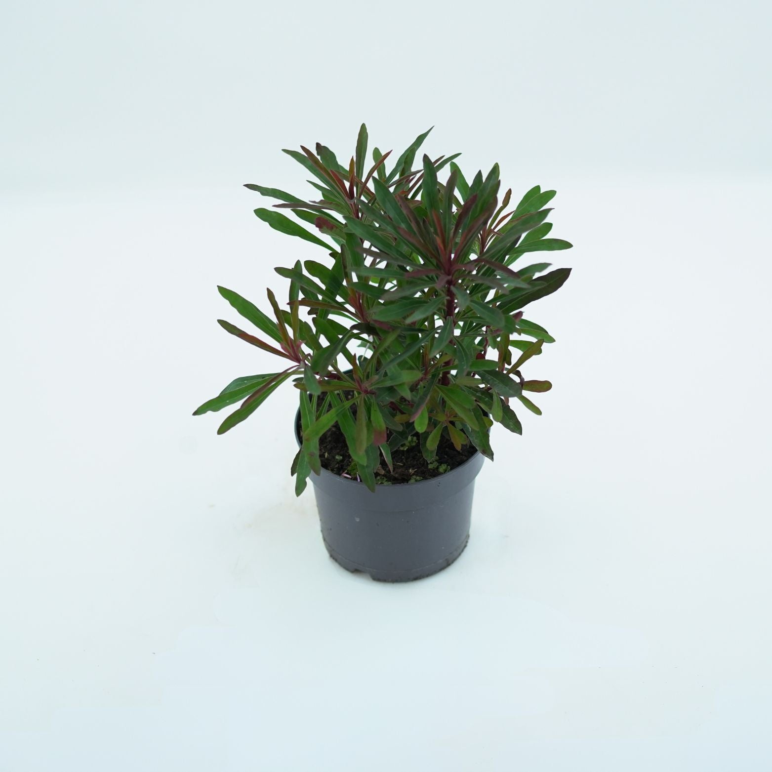 EUPHORBIA AMYGDALOIDES 'MINER'S MERLOT' Wilczomlecz migdałolistny