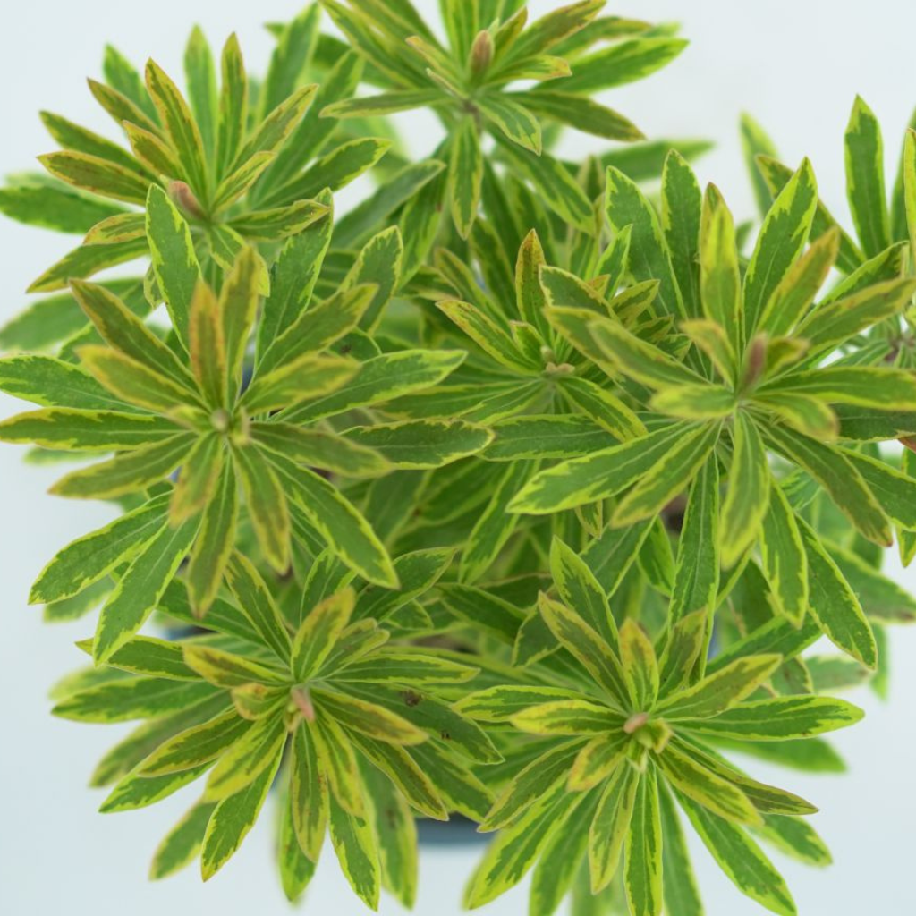 EUPHORBIA MARTINII 'ASCOT RAINBOW' Wilczomlecz