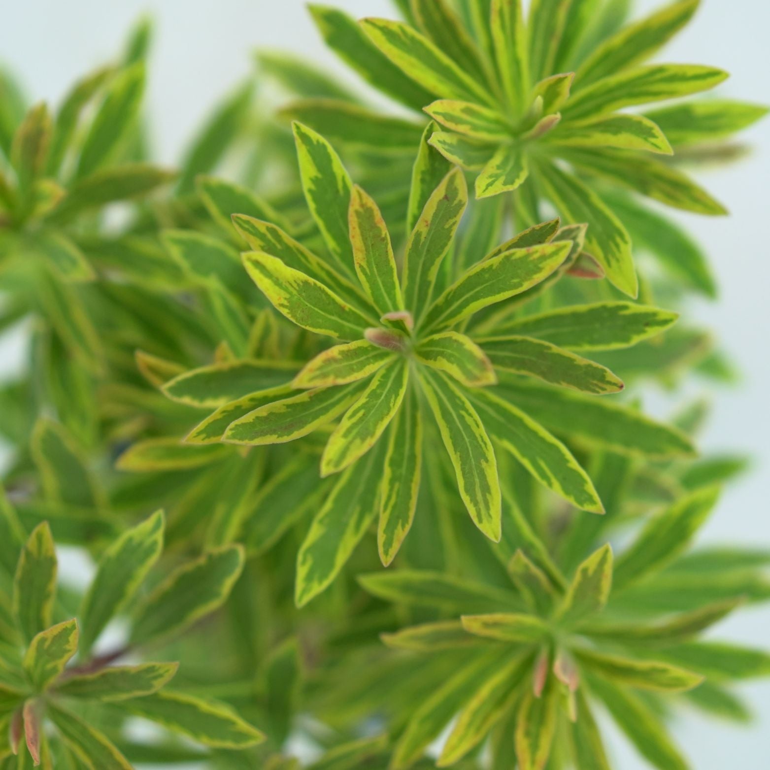 EUPHORBIA MARTINII 'ASCOT RAINBOW' Wilczomlecz