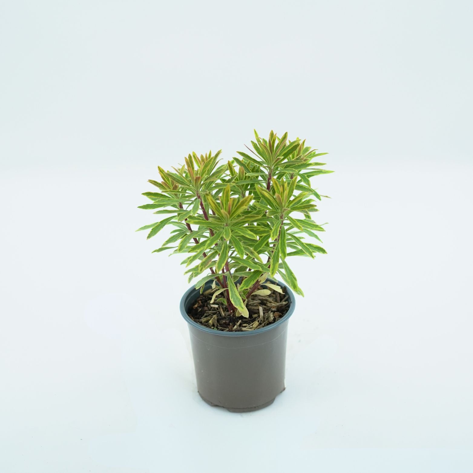 EUPHORBIA MARTINII 'ASCOT RAINBOW' Wilczomlecz
