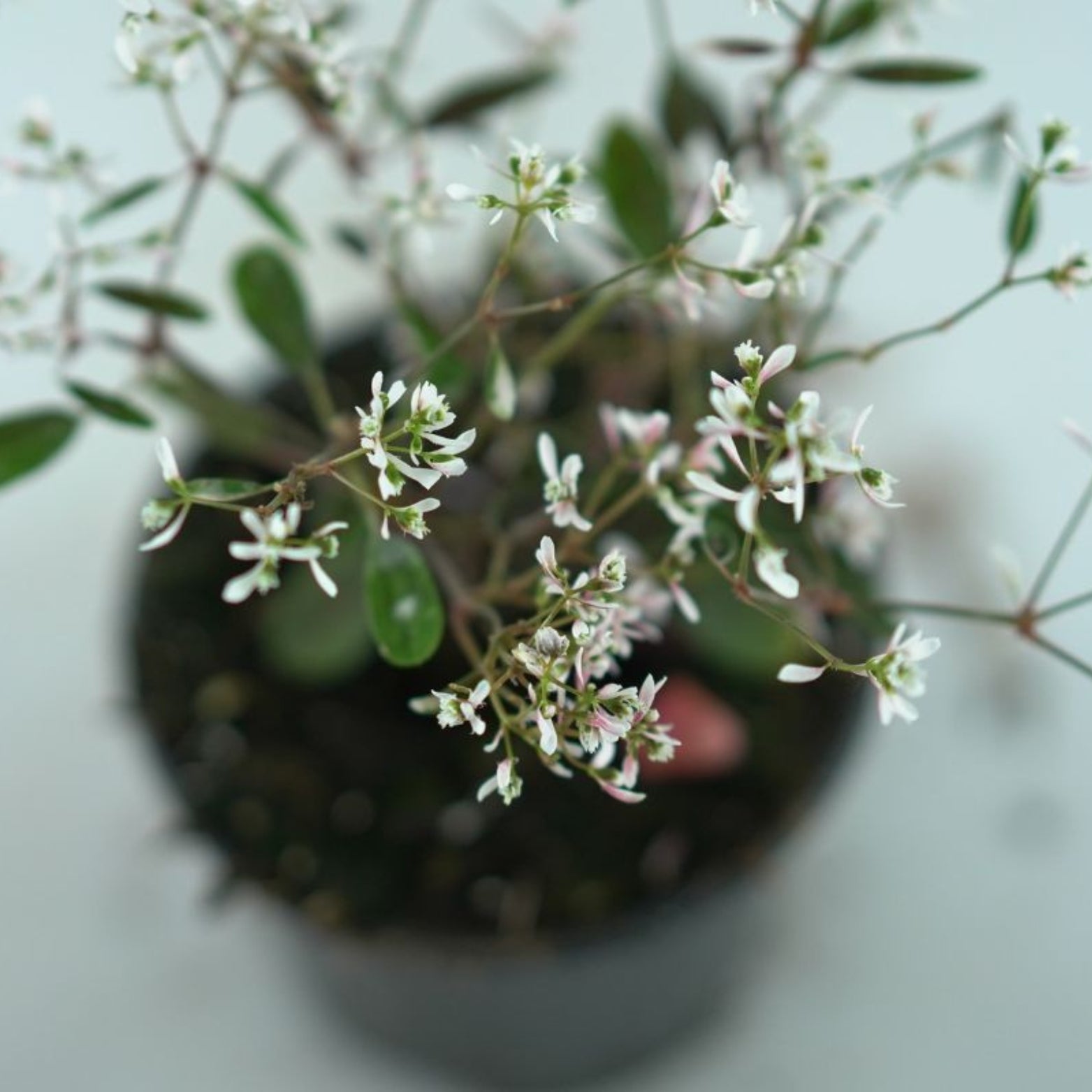 EUPHORBIA 'Silver Fog' Wilczomlecz