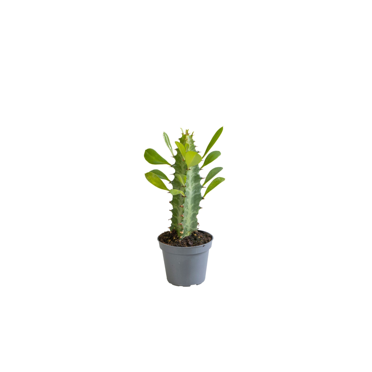 Euphorbia trigona