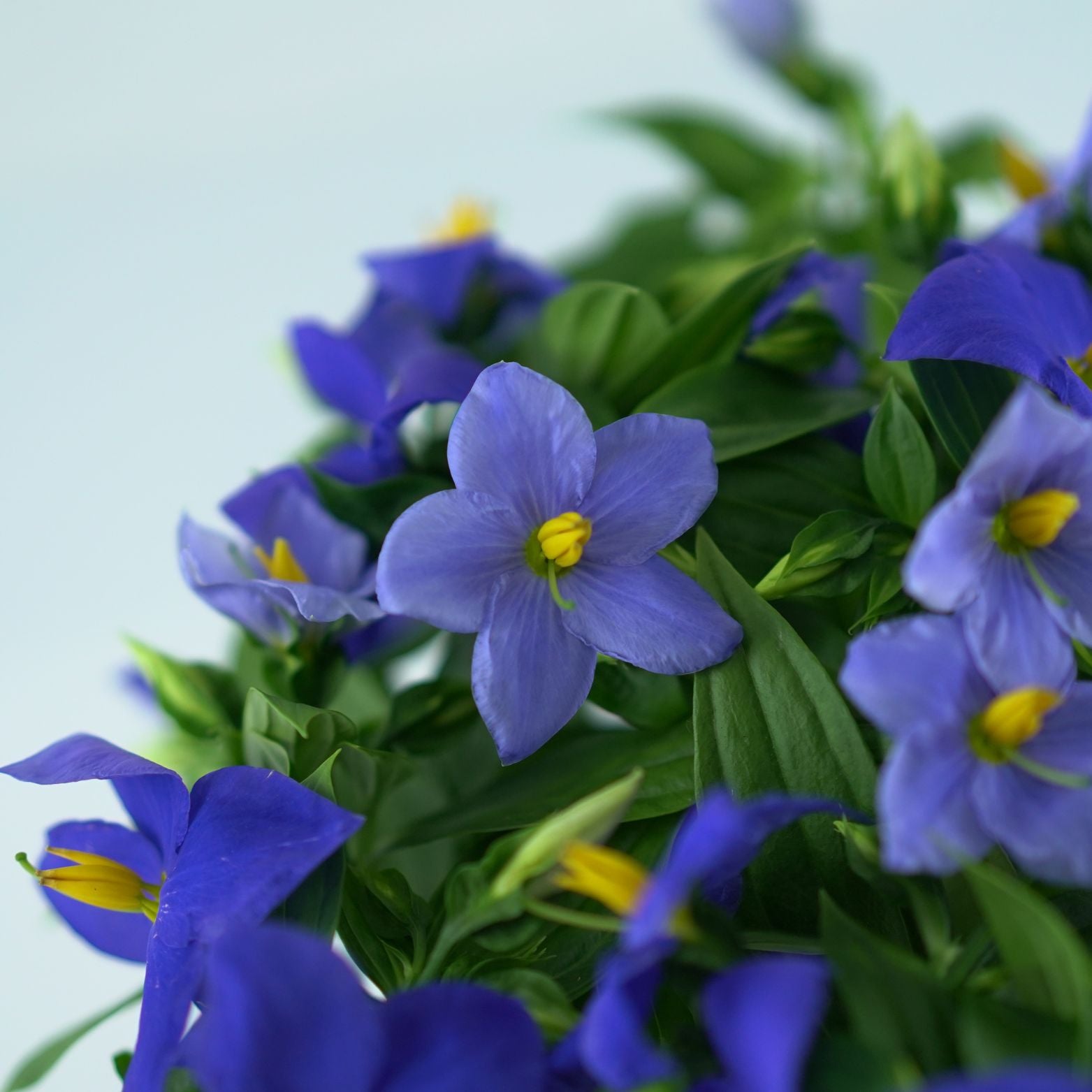 EXACUM TRINERVIUM SAPPHIRE Goryczka egzakum
