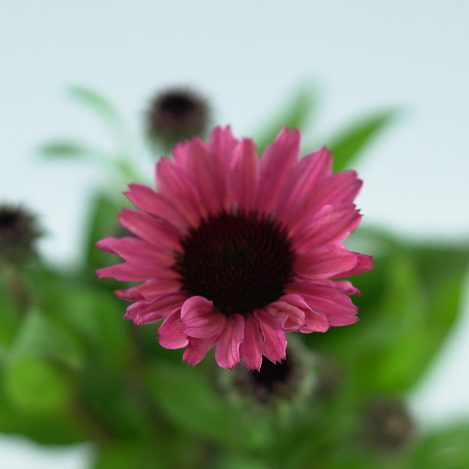 ECHINACEA PURPUREA 'Sunseekers Carmine' Jeżówka purpurowa