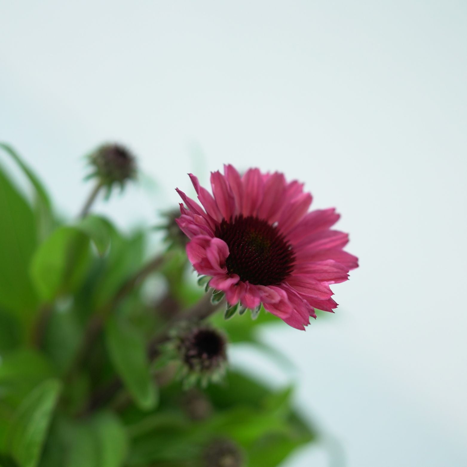 ECHINACEA PURPUREA 'Sunseekers Carmine' Jeżówka purpurowa