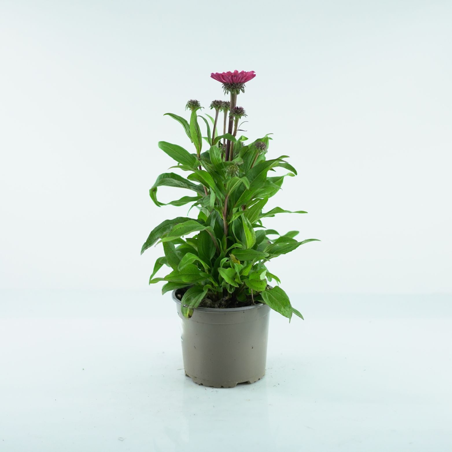 ECHINACEA PURPUREA 'Sunseekers Carmine' Jeżówka purpurowa