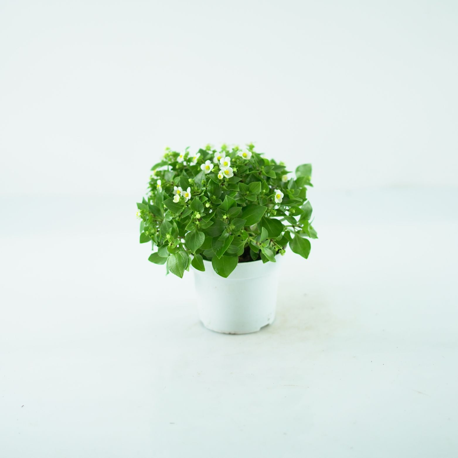EXACUM AFFINE Goryczka
