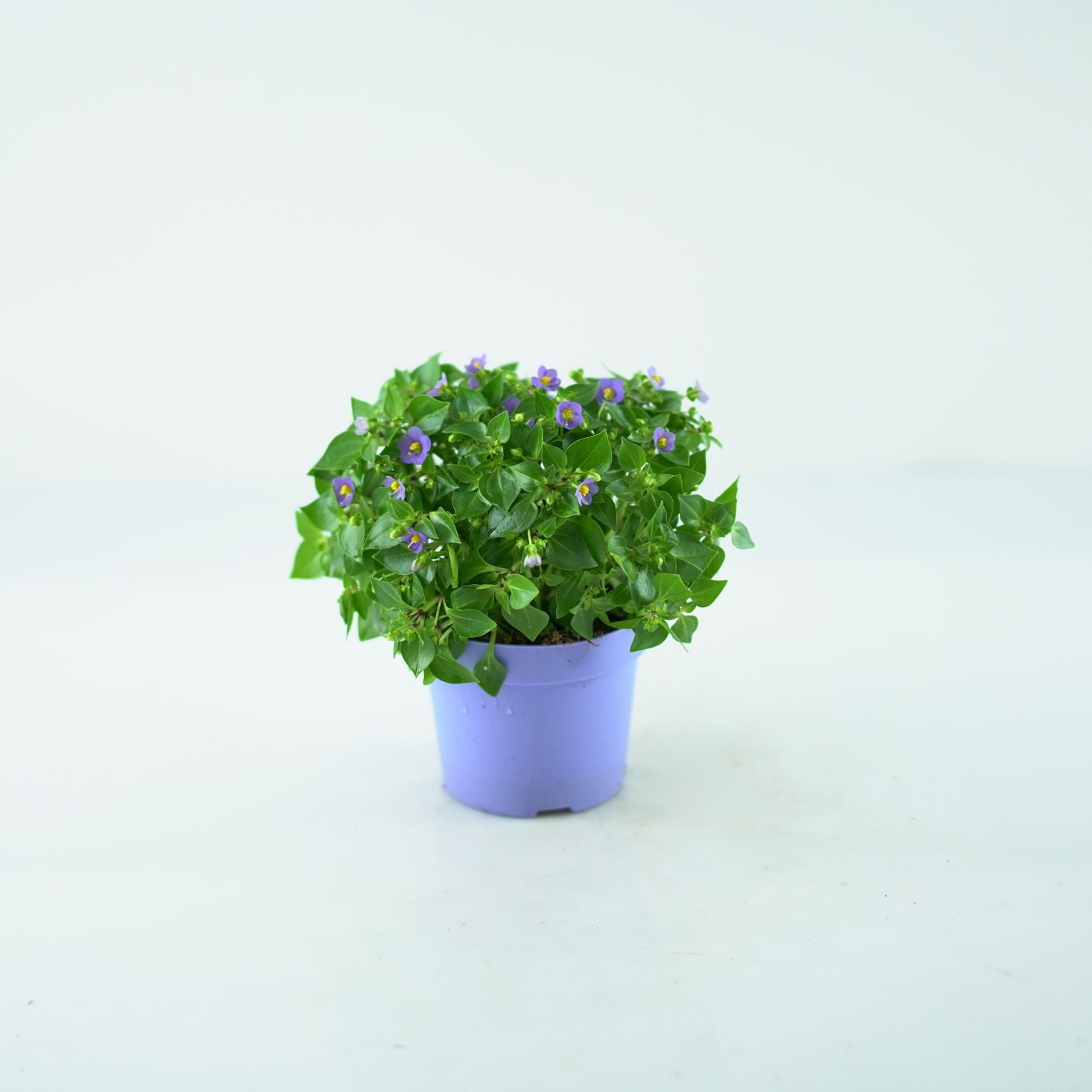 EXACUM AFFINE Goryczka