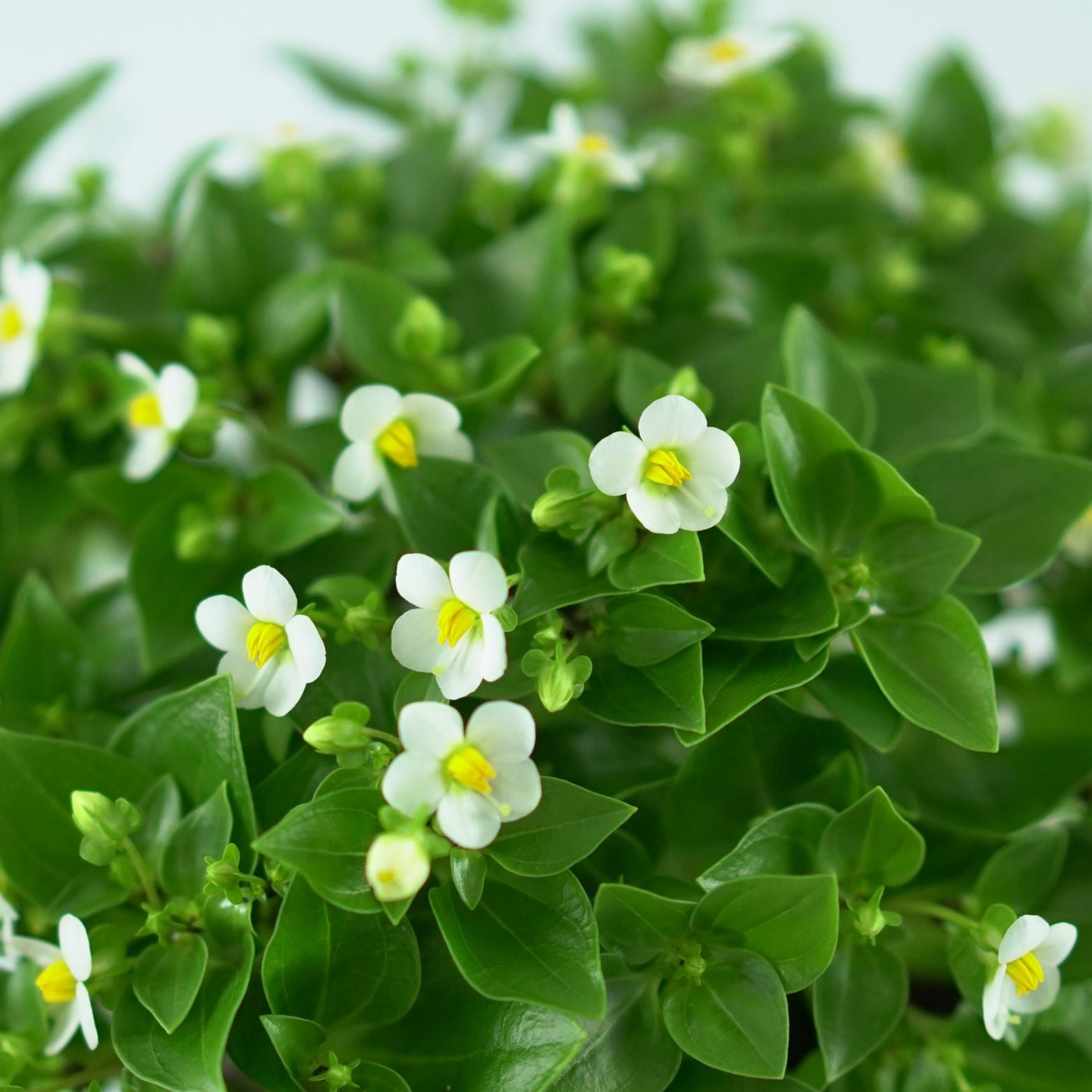 EXACUM AFFINE Goryczka