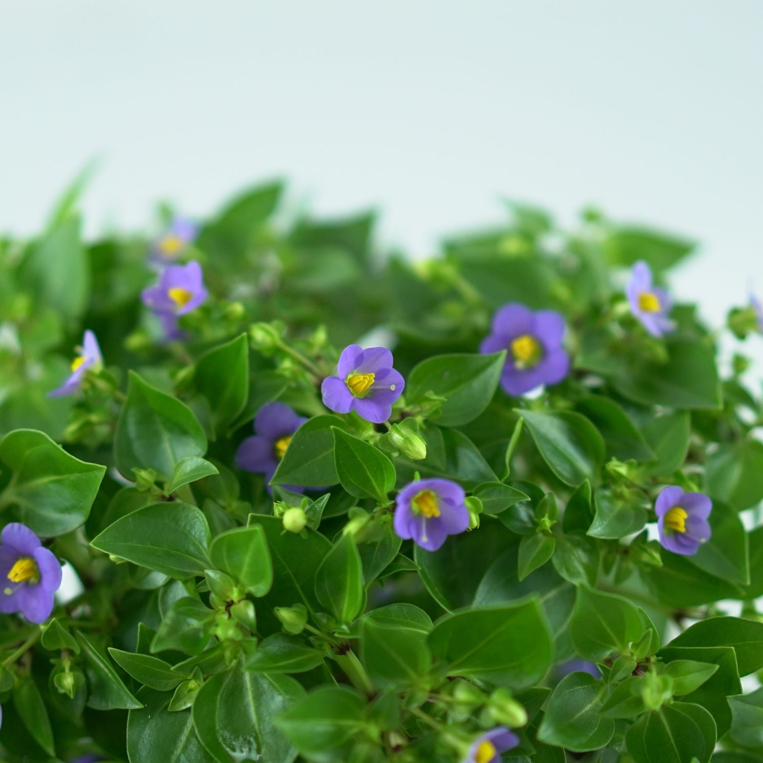EXACUM AFFINE Goryczka