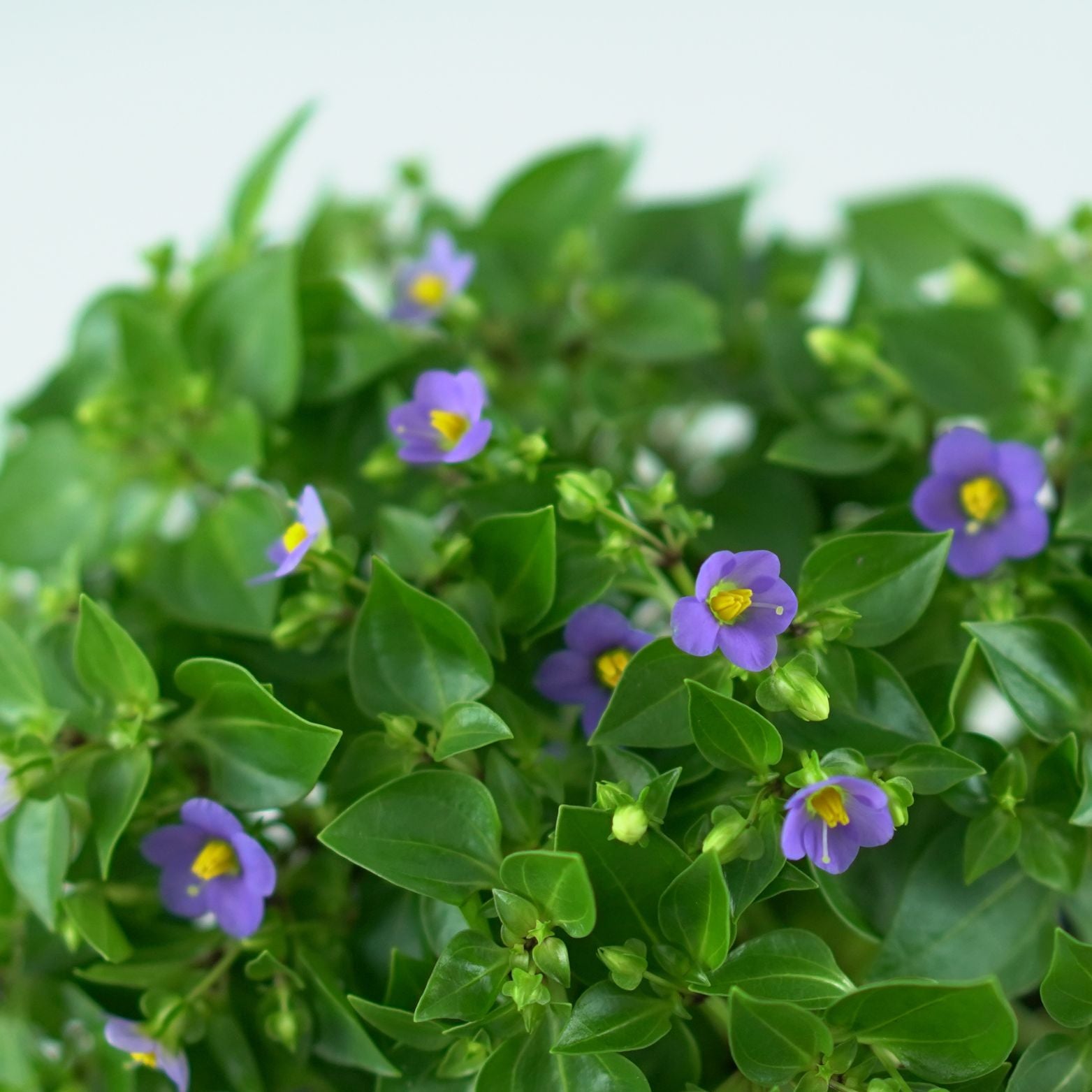 EXACUM AFFINE Goryczka