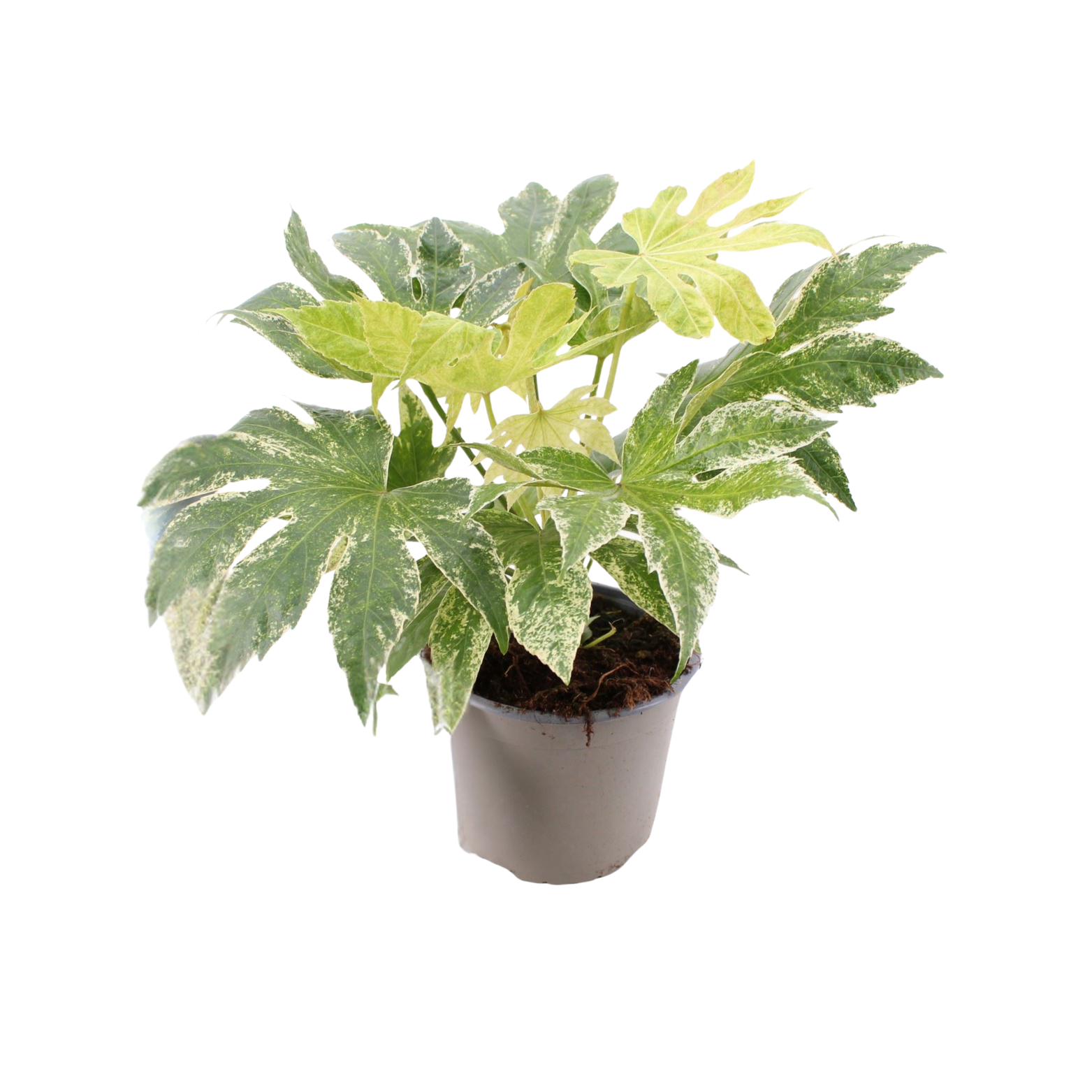 FATSIA JAPONICA 'SPIDER'S WEB' Fatsja japońska