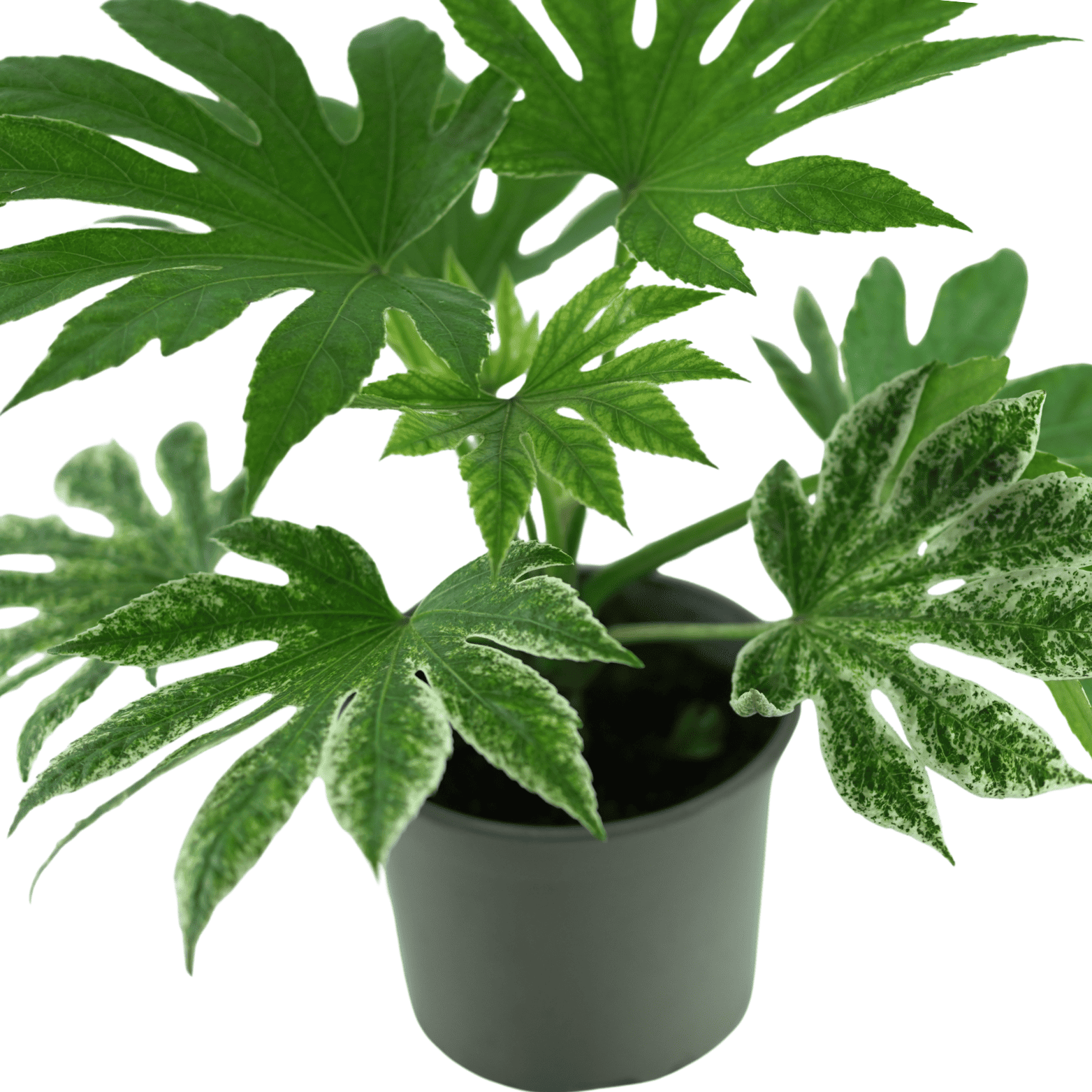 FATSIA JAPONICA 'SPIDER'S WEB' Fatsja japońska