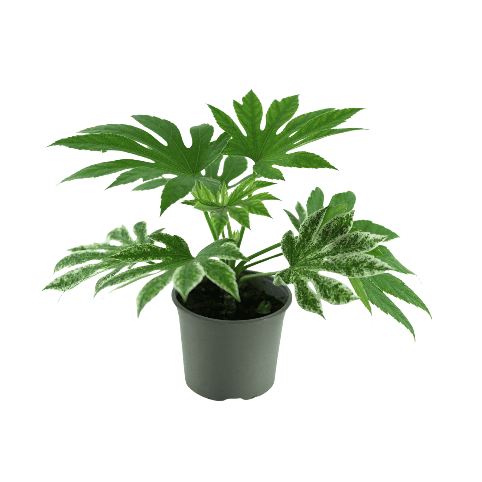 FATSIA JAPONICA 'SPIDER'S WEB' Fatsja japońska