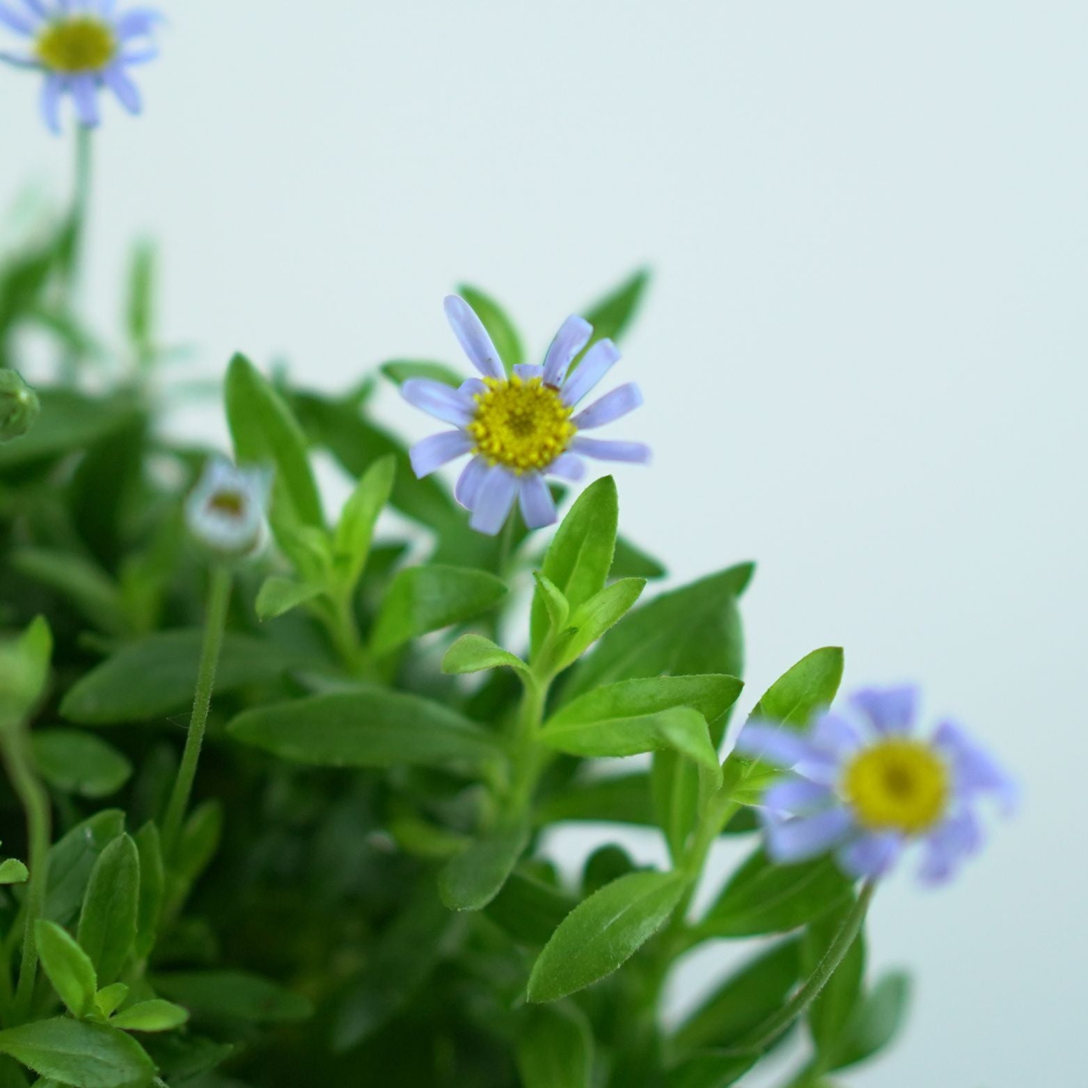 FELICIA FELICITARA 'Blue' Felicja