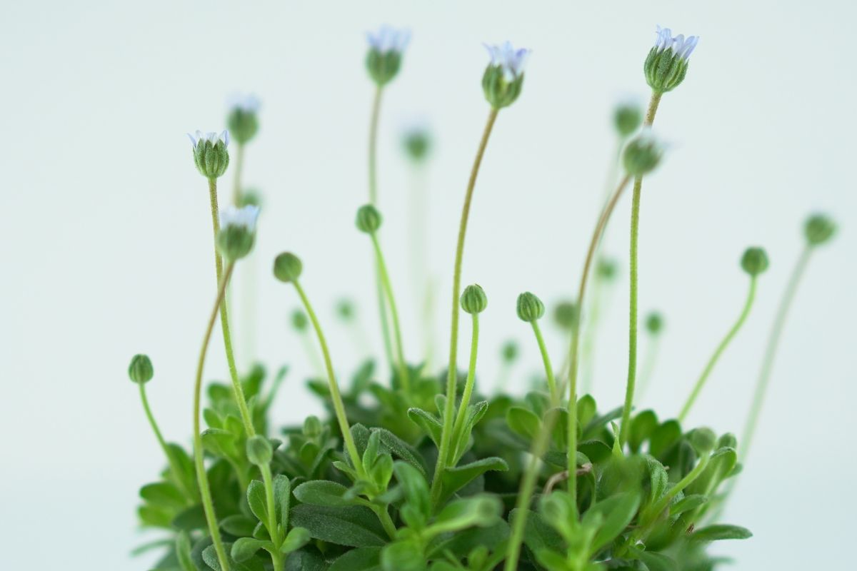 FELICIA FELICITARA Blue Felicia 
