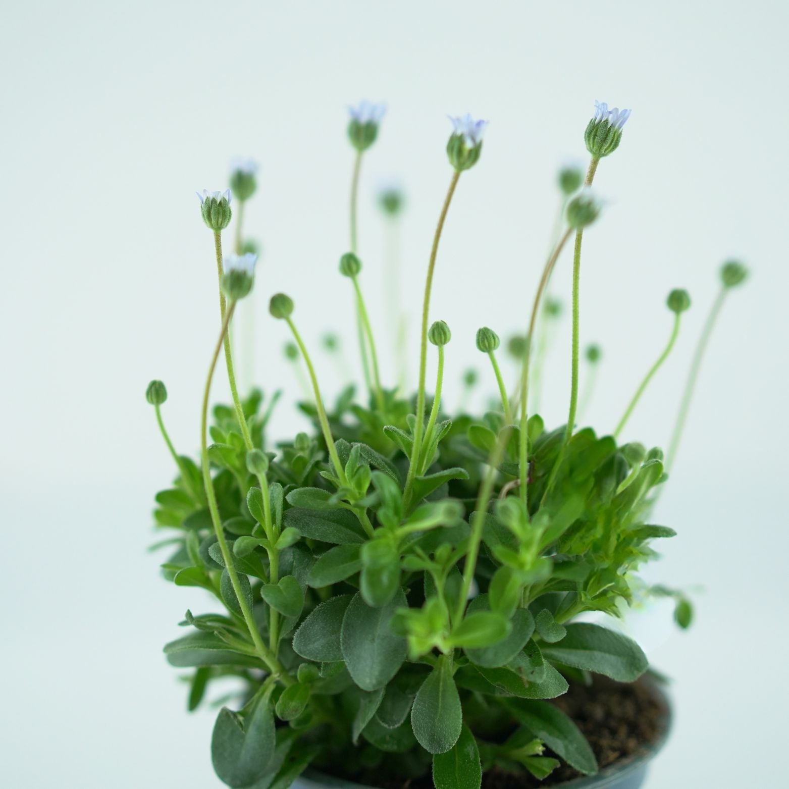 FELICIA FELICITARA 'Blue' Felicja