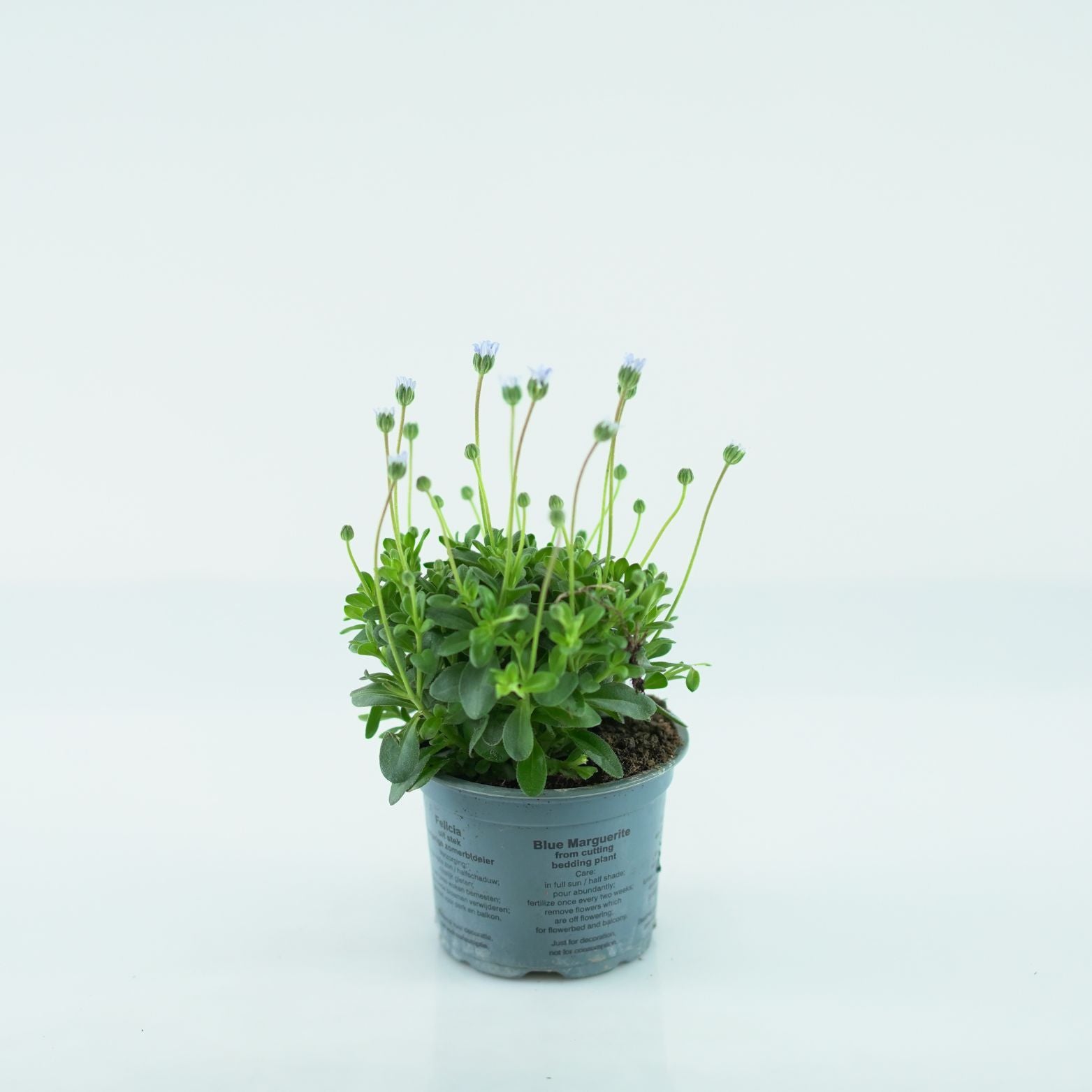 FELICIA FELICITARA 'Blue' Felicja