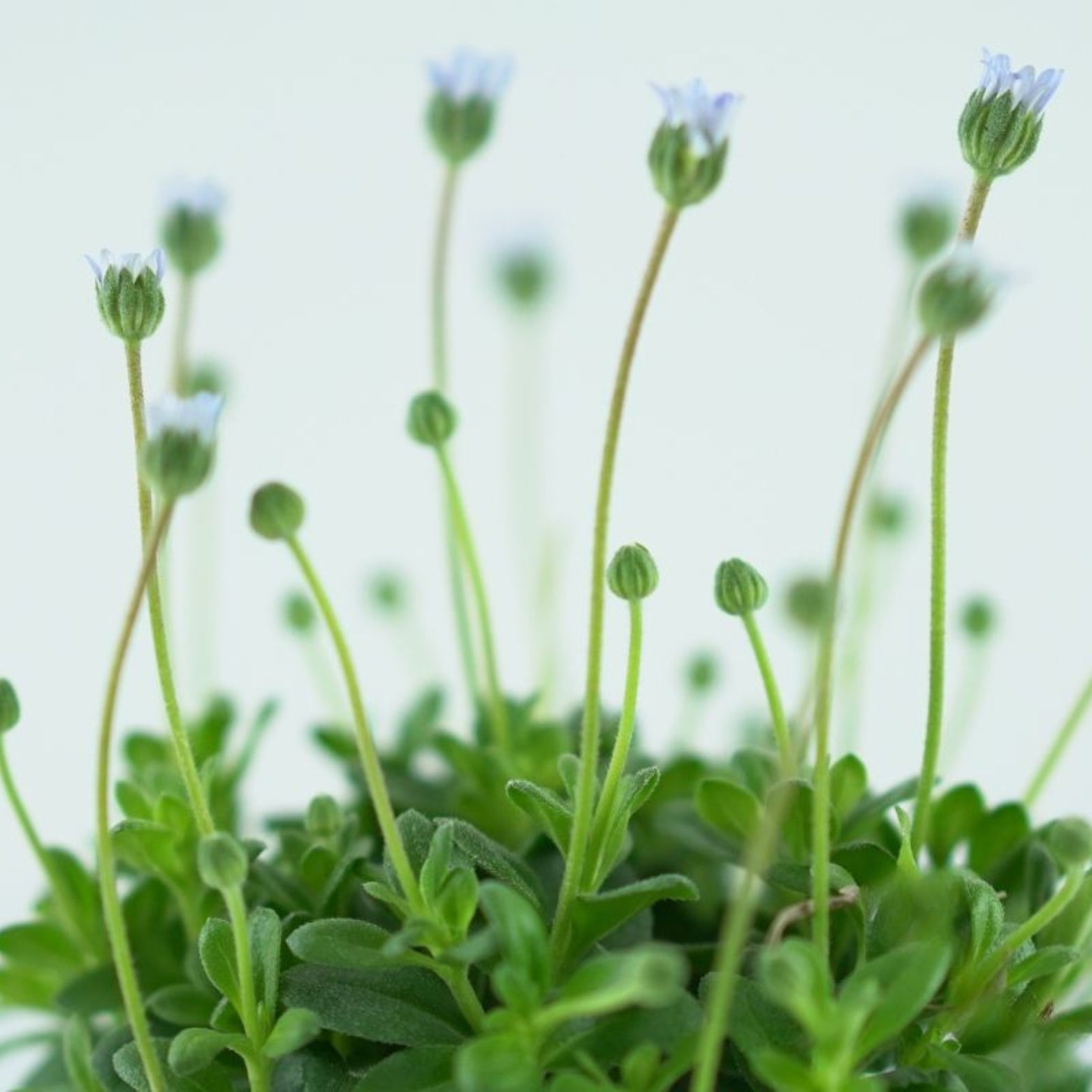 FELICIA FELICITARA 'Blue' Felicja