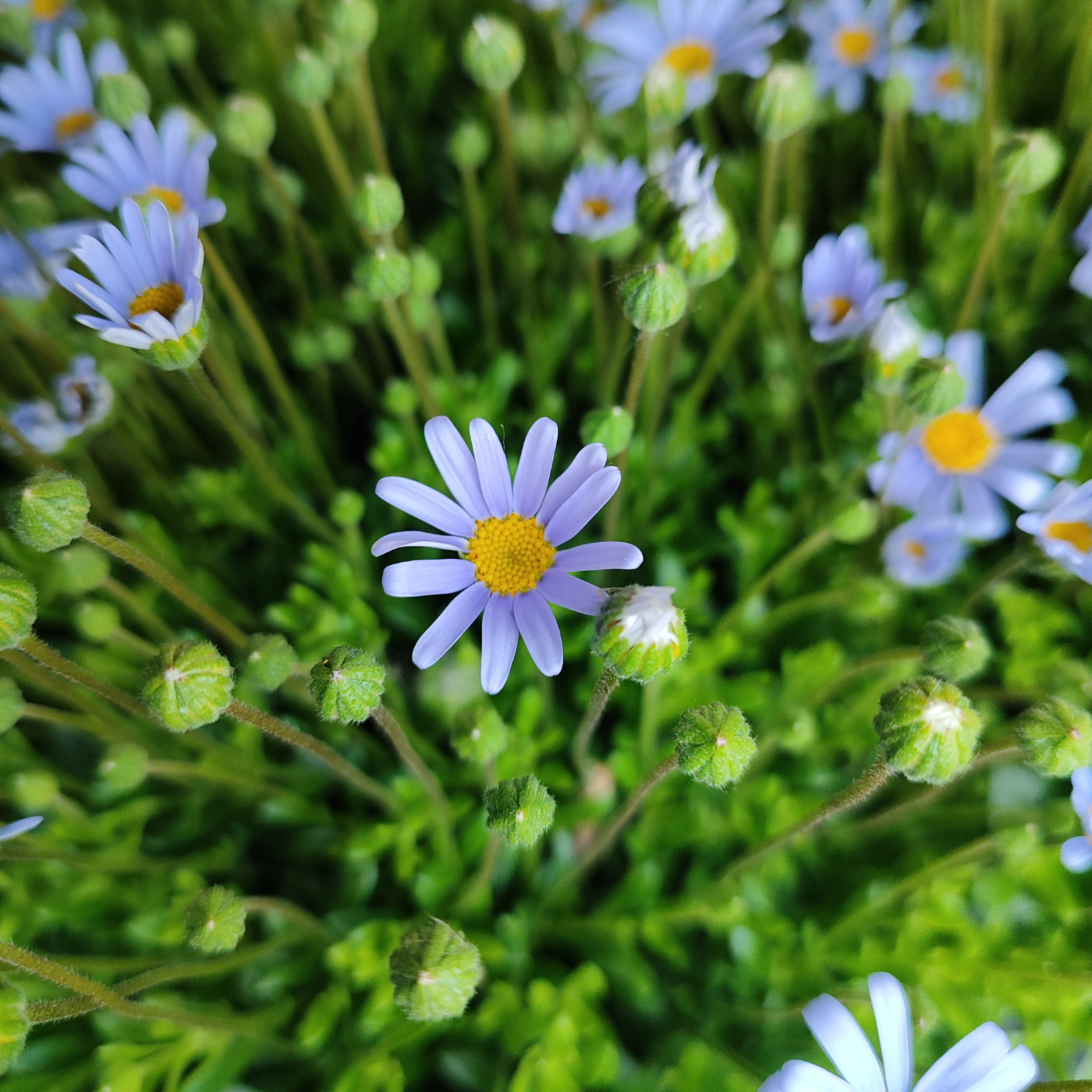 FELICIA FELICITARA 'Blue' Felicja