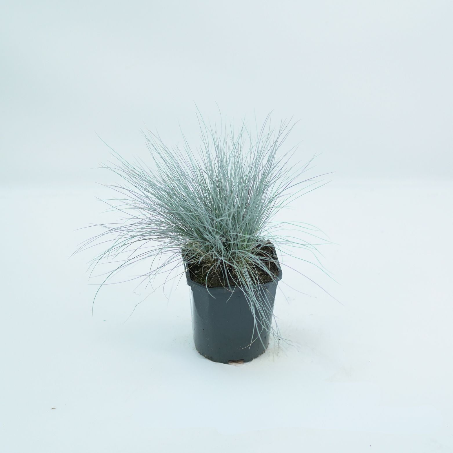 FESTUCA GLAUCA 'ELIJAH BLUE' Kostrzewa sina