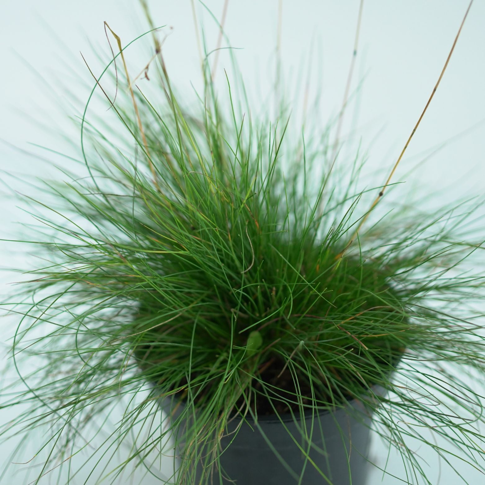 FESTUCA 'Miedzianobrody' Kostrzewa