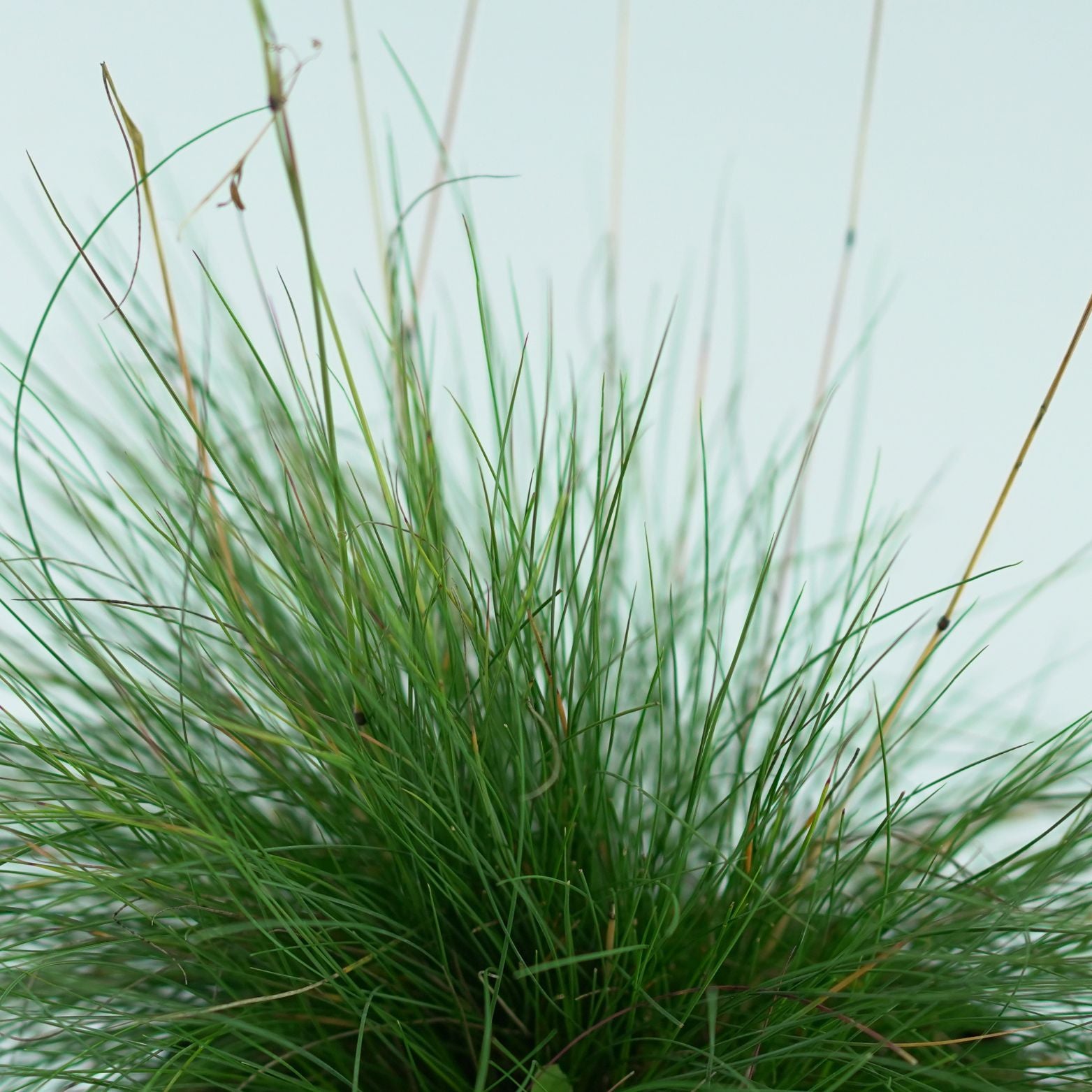 FESTUCA 'Miedzianobrody' Kostrzewa