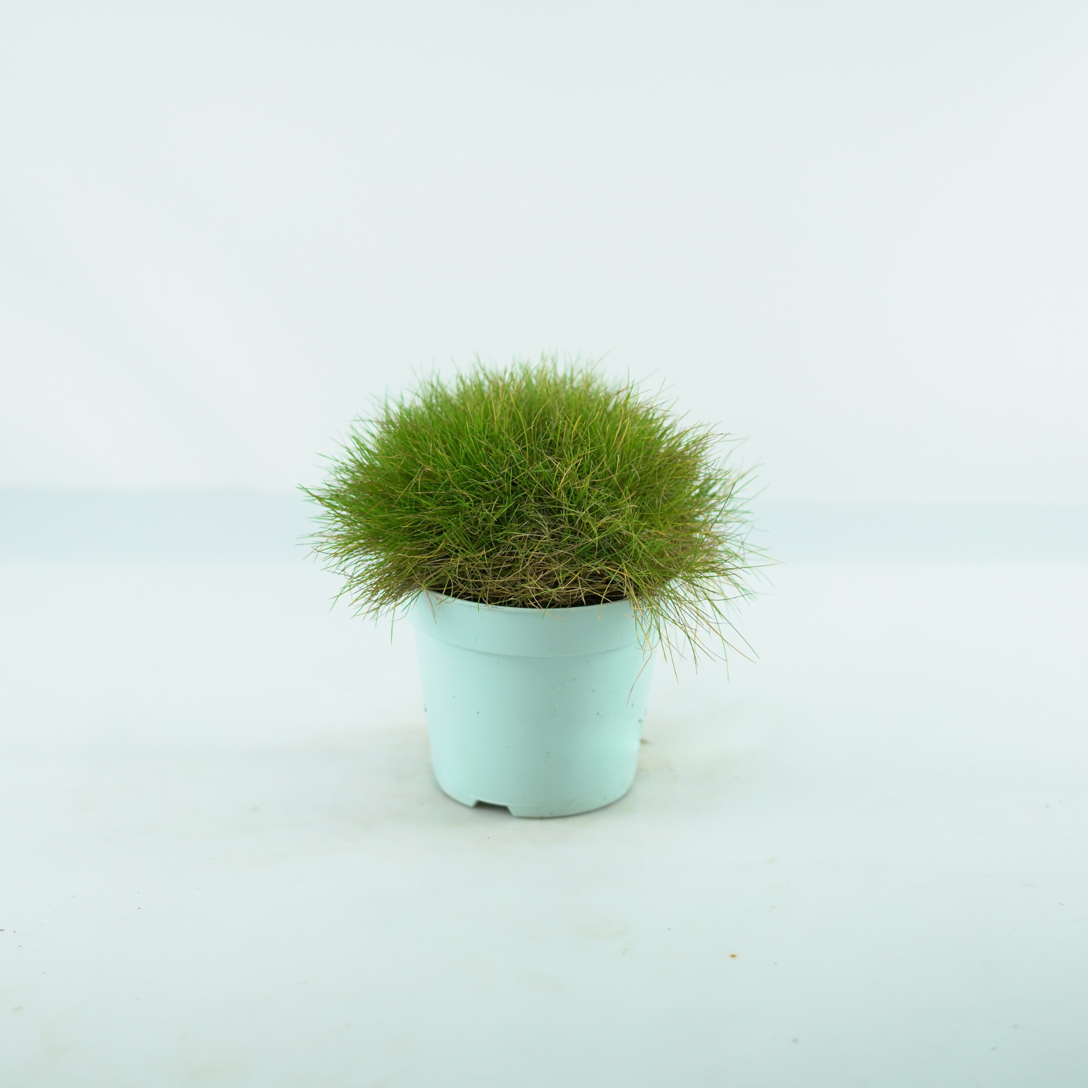 FESTUCA GAUTIERI 'Ami Green' Kostrzewa
