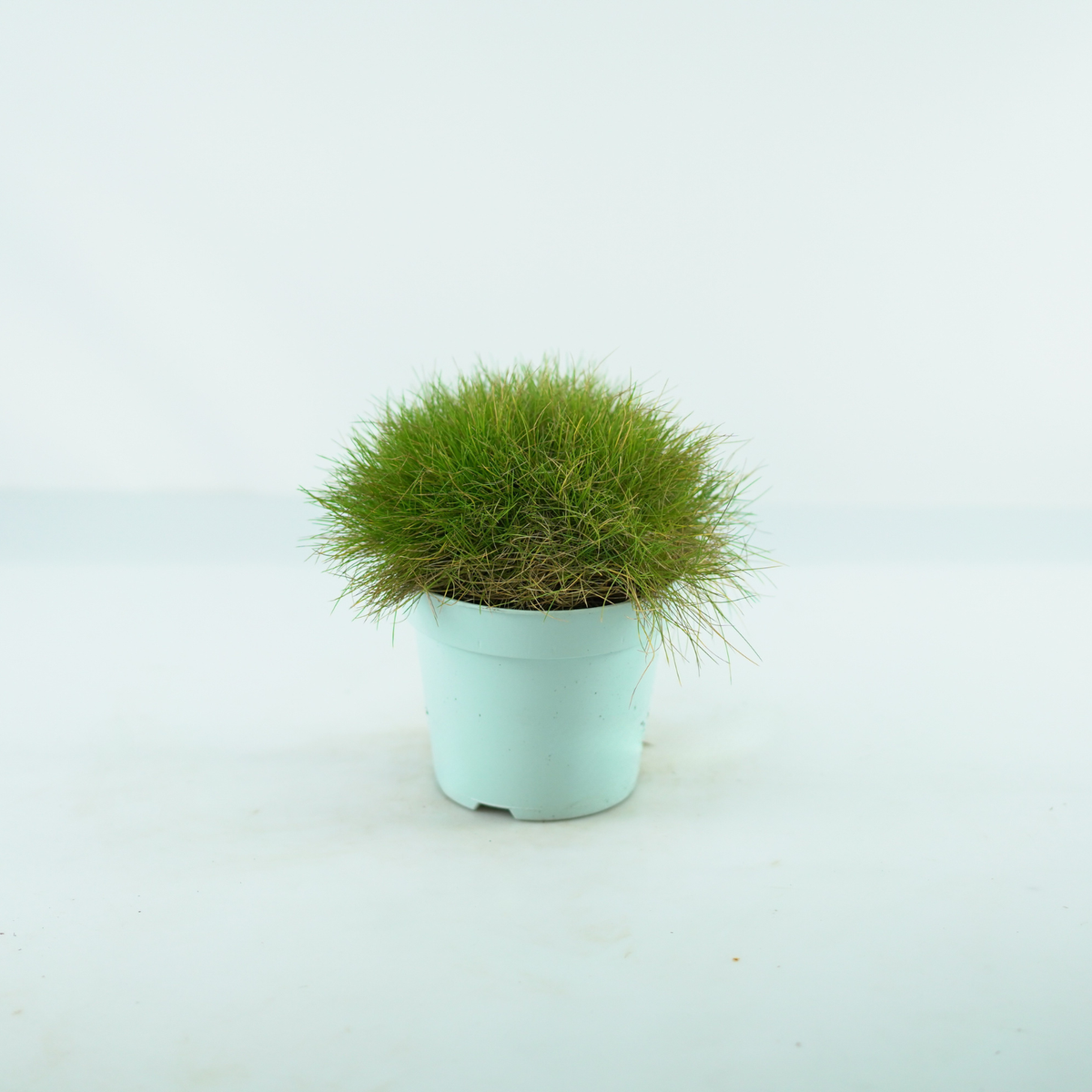 FESTUCA GAUTIERI 'Ami Green' Kostrzewa
