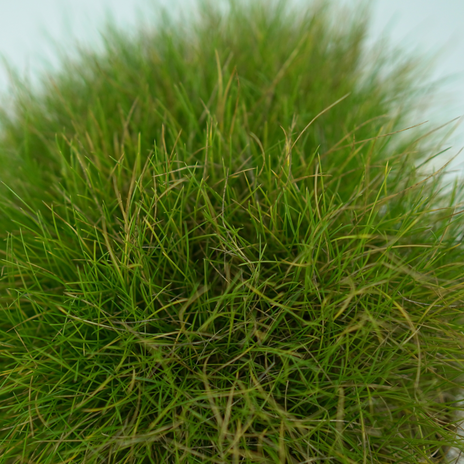 FESTUCA GAUTIERI 'Ami Green' Kostrzewa