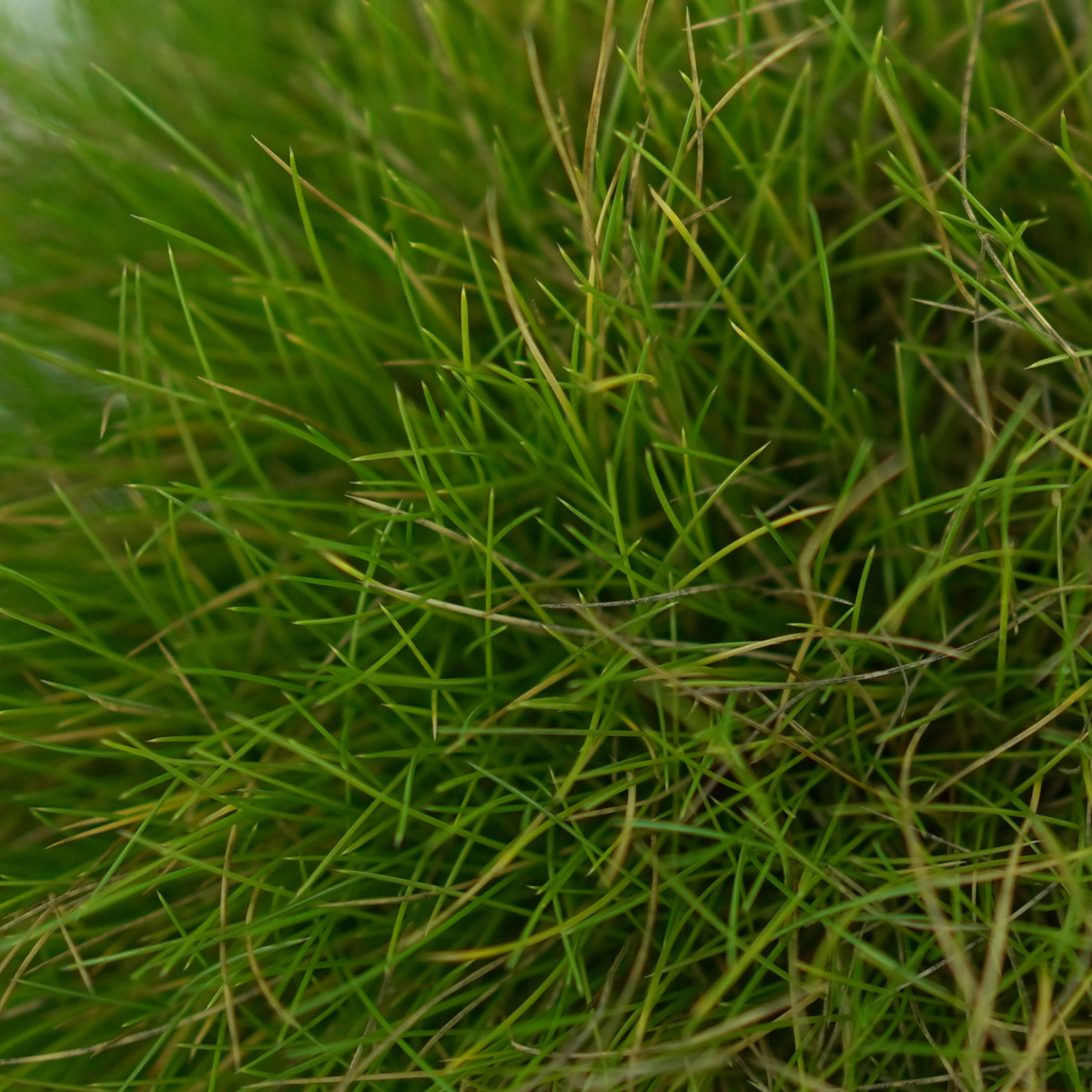 FESTUCA GAUTIERI 'Ami Green' Kostrzewa
