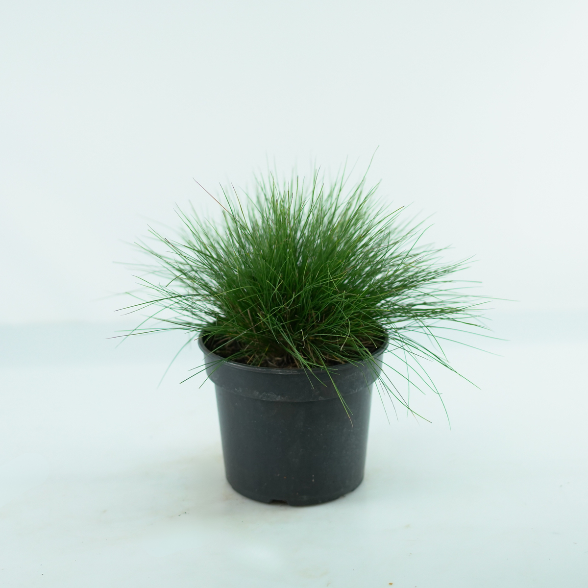FESTUCA GLAUCA SUNRISE 'Miedzianobrody' Kostrzewa PBR