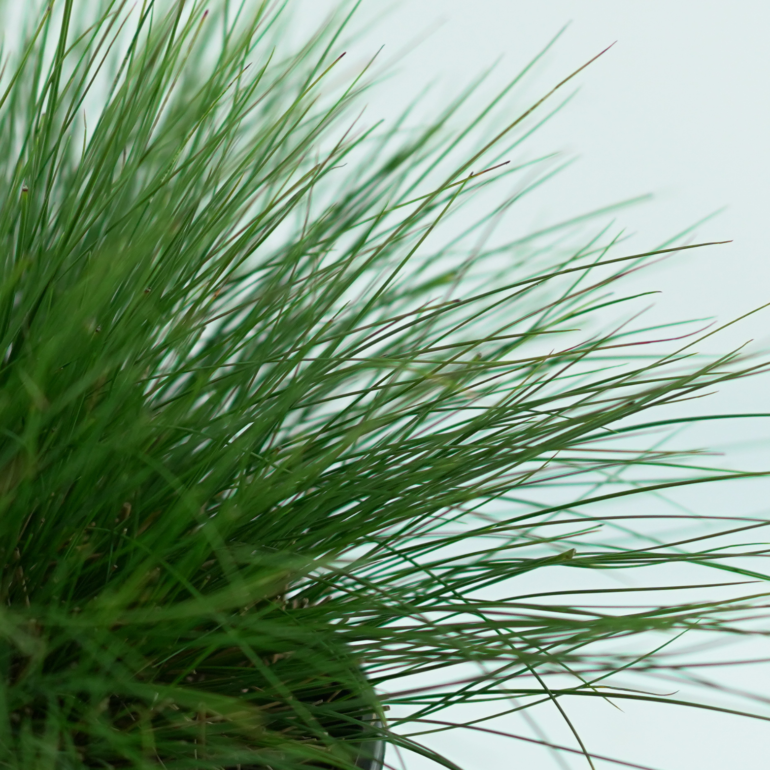 FESTUCA GLAUCA SUNRISE 'Miedzianobrody' Kostrzewa PBR
