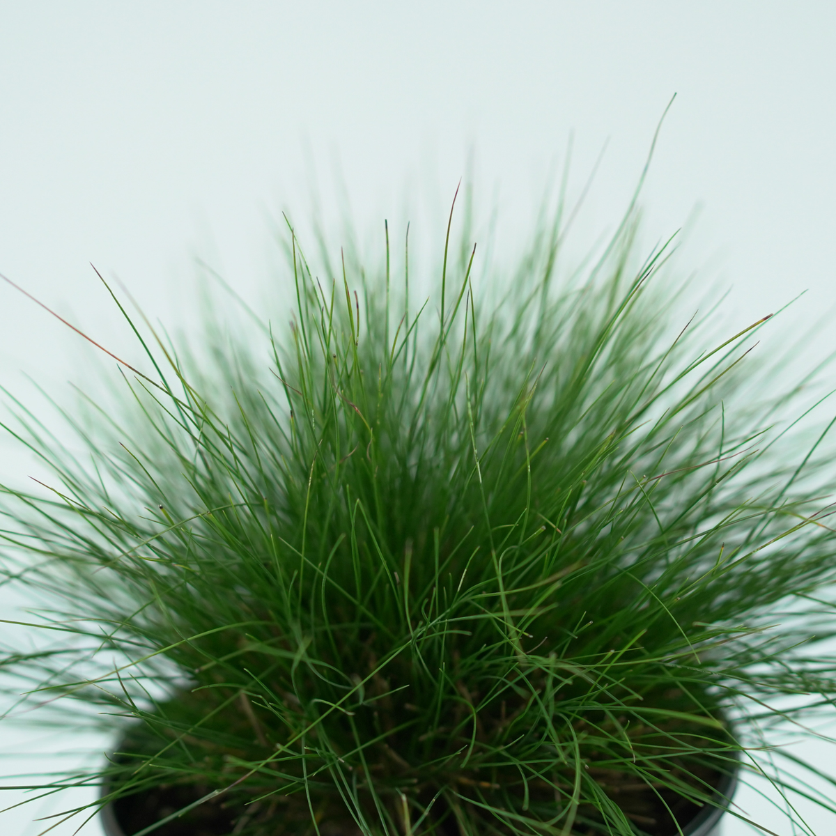 FESTUCA GLAUCA SUNRISE 'Miedzianobrody' Kostrzewa PBR
