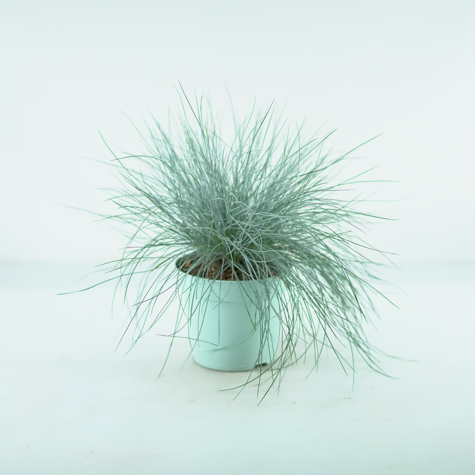 FESTUCA GLAUCA 'INTENSE BLUE' Kostrzewa sina