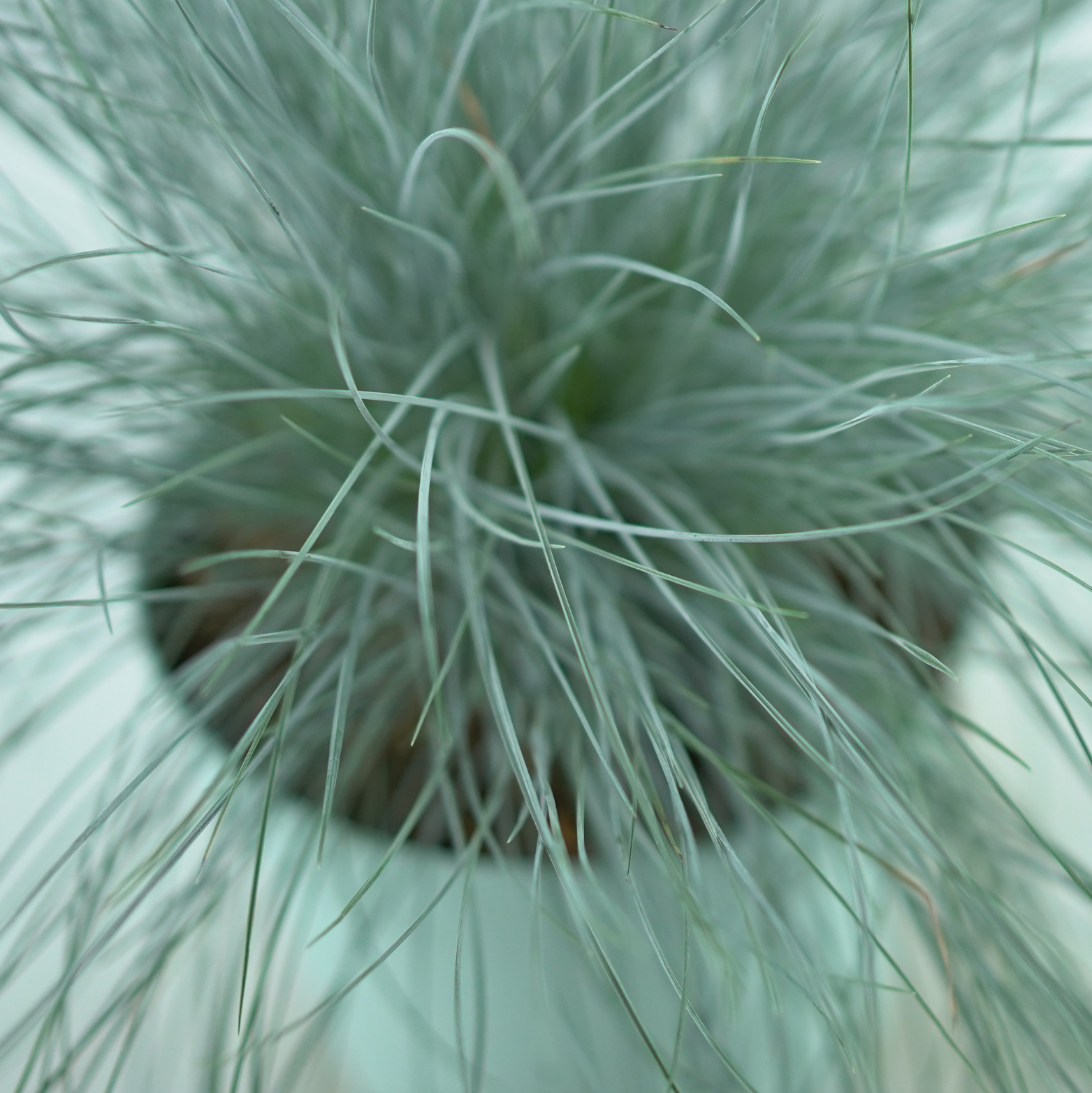 FESTUCA GLAUCA 'INTENSE BLUE' Kostrzewa sina