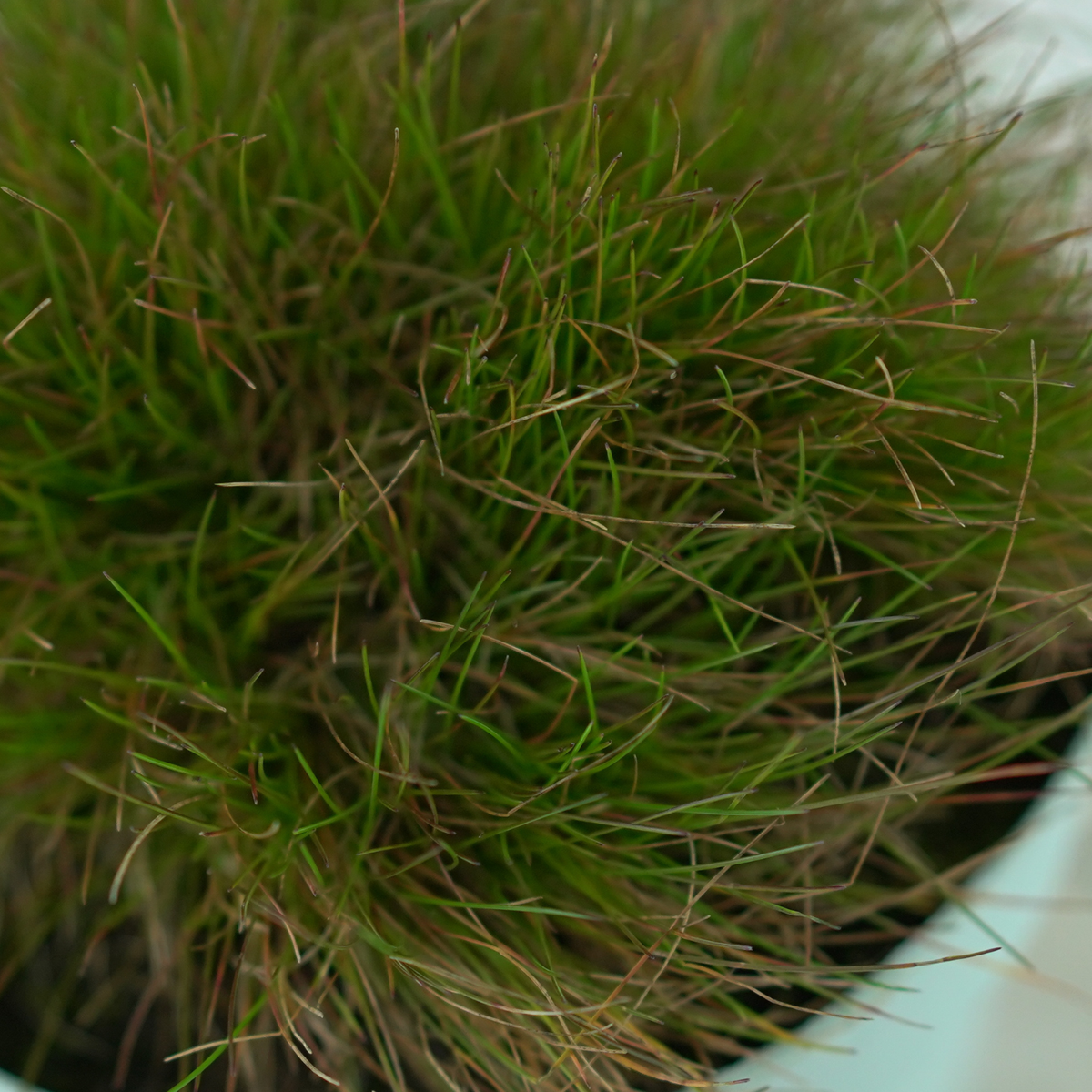 FESTUCA GAUTIERI 'Ami Green' Kostrzewa