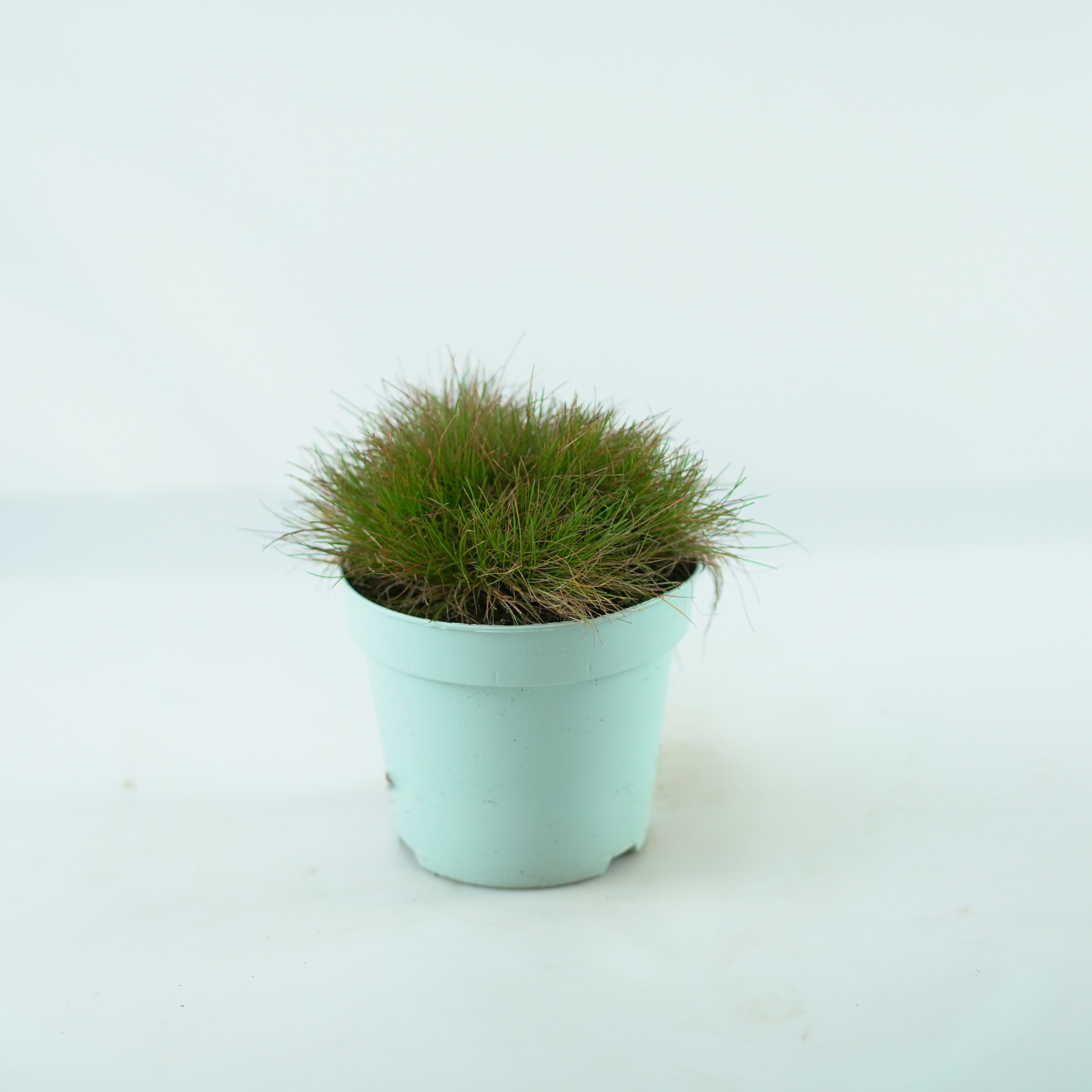 FESTUCA GAUTIERI 'Ami Green' Kostrzewa