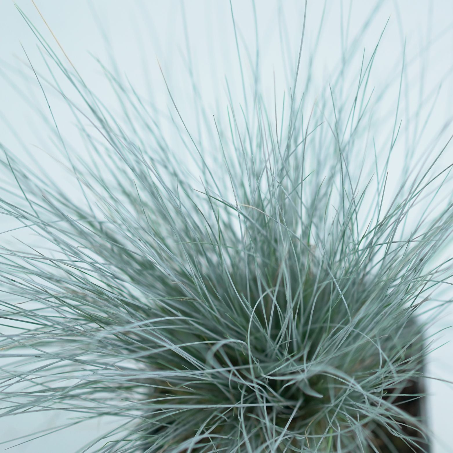 FESTUCA GLAUCA 'ELIJAH BLUE' Kostrzewa sina
