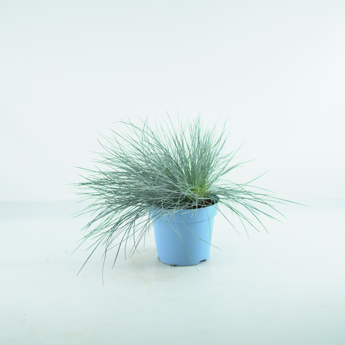 FESTUCA GLAUCA 'INTENSE BLUE' Kostrzewa sina
