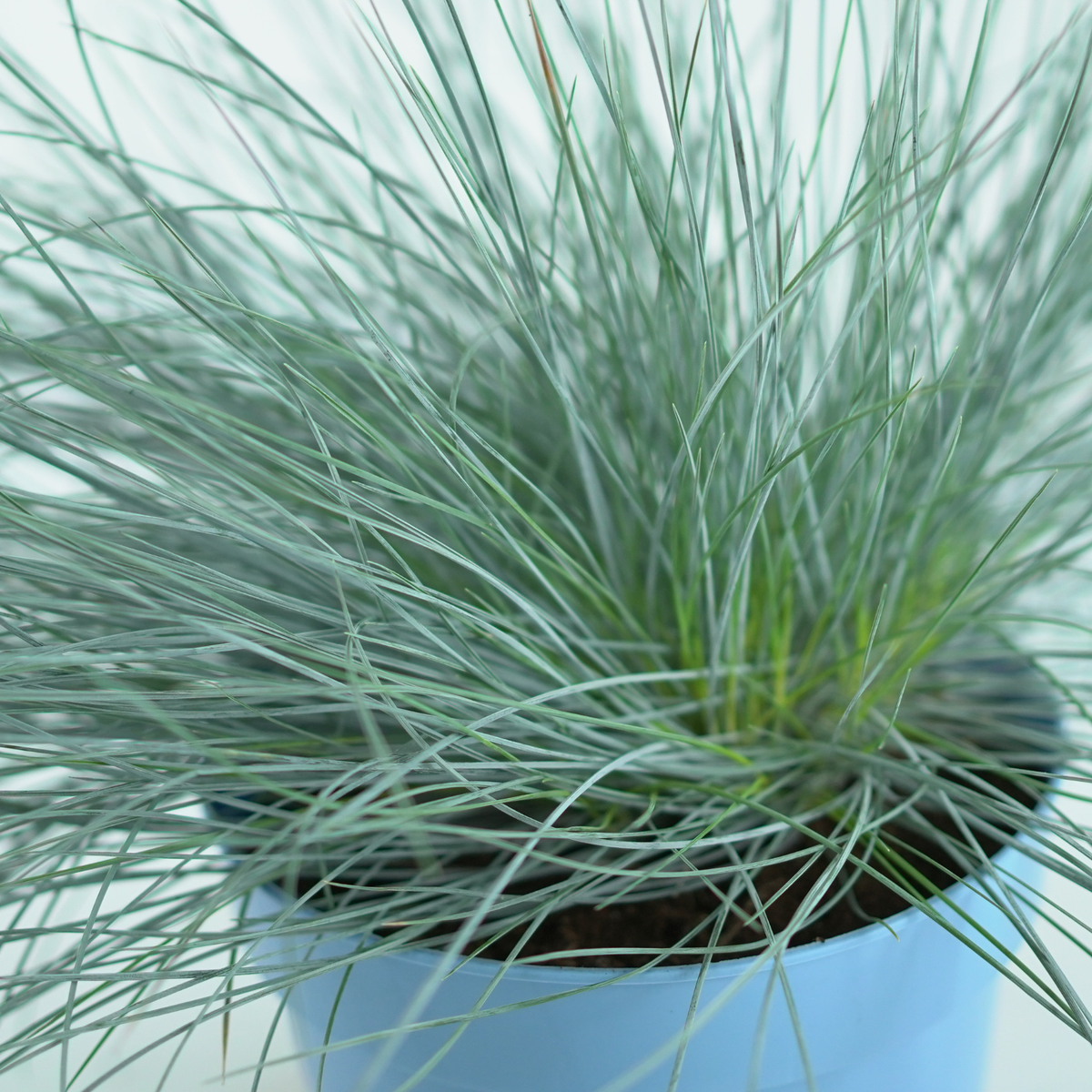 FESTUCA GLAUCA 'INTENSE BLUE' Kostrzewa sina