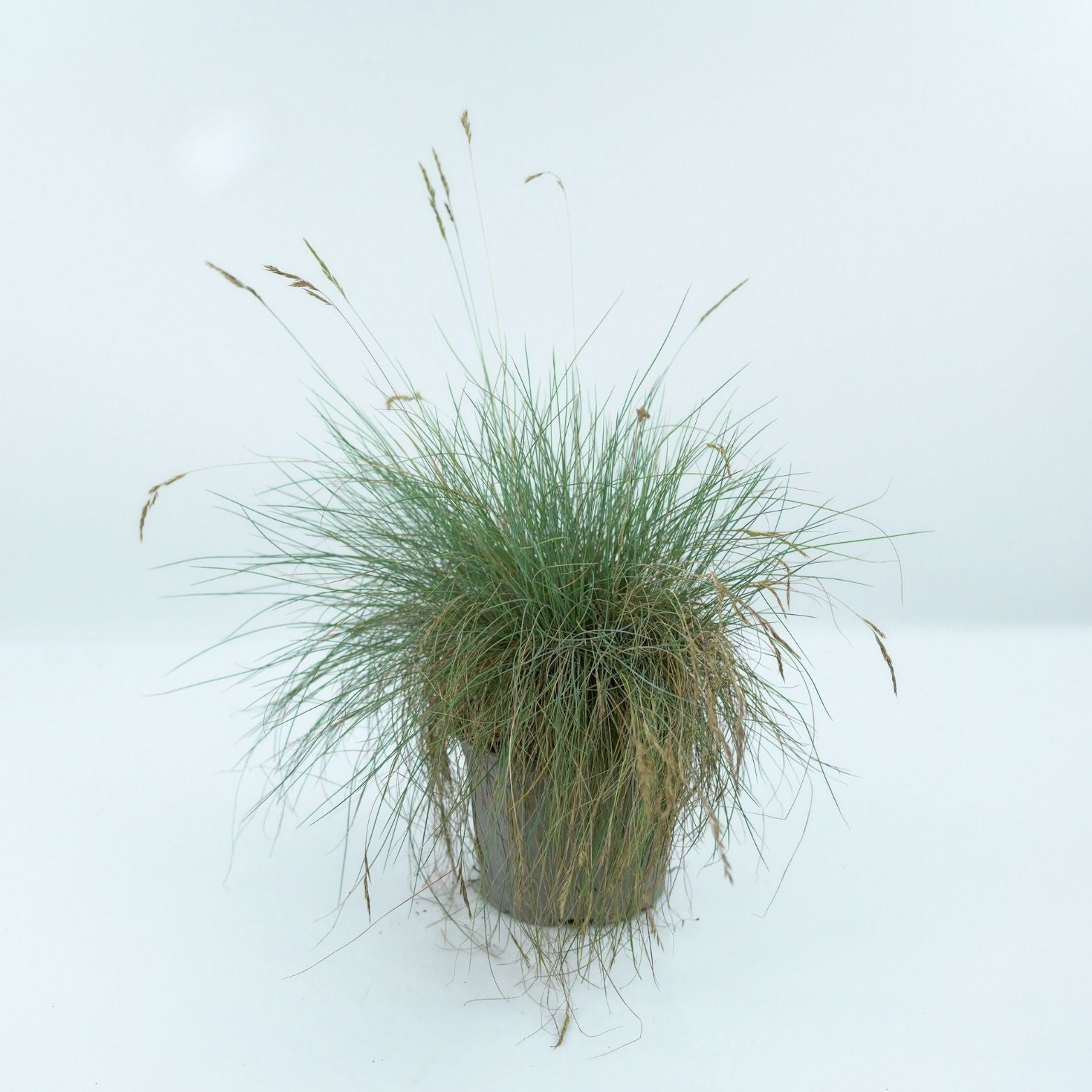 FESTUCA GLAUCA Kostrzewa sina
