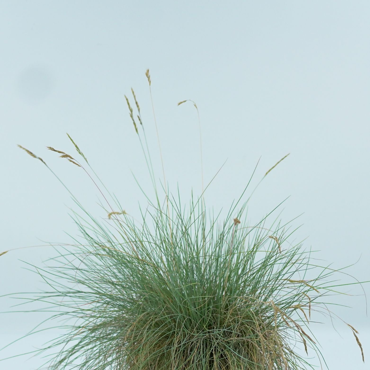 FESTUCA GLAUCA Kostrzewa sina
