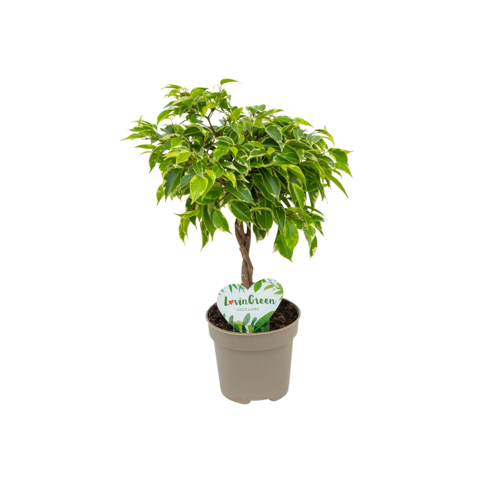 FICUS BENJAMINA 'BUSHY KING' Braided Stem Figowiec benjamina