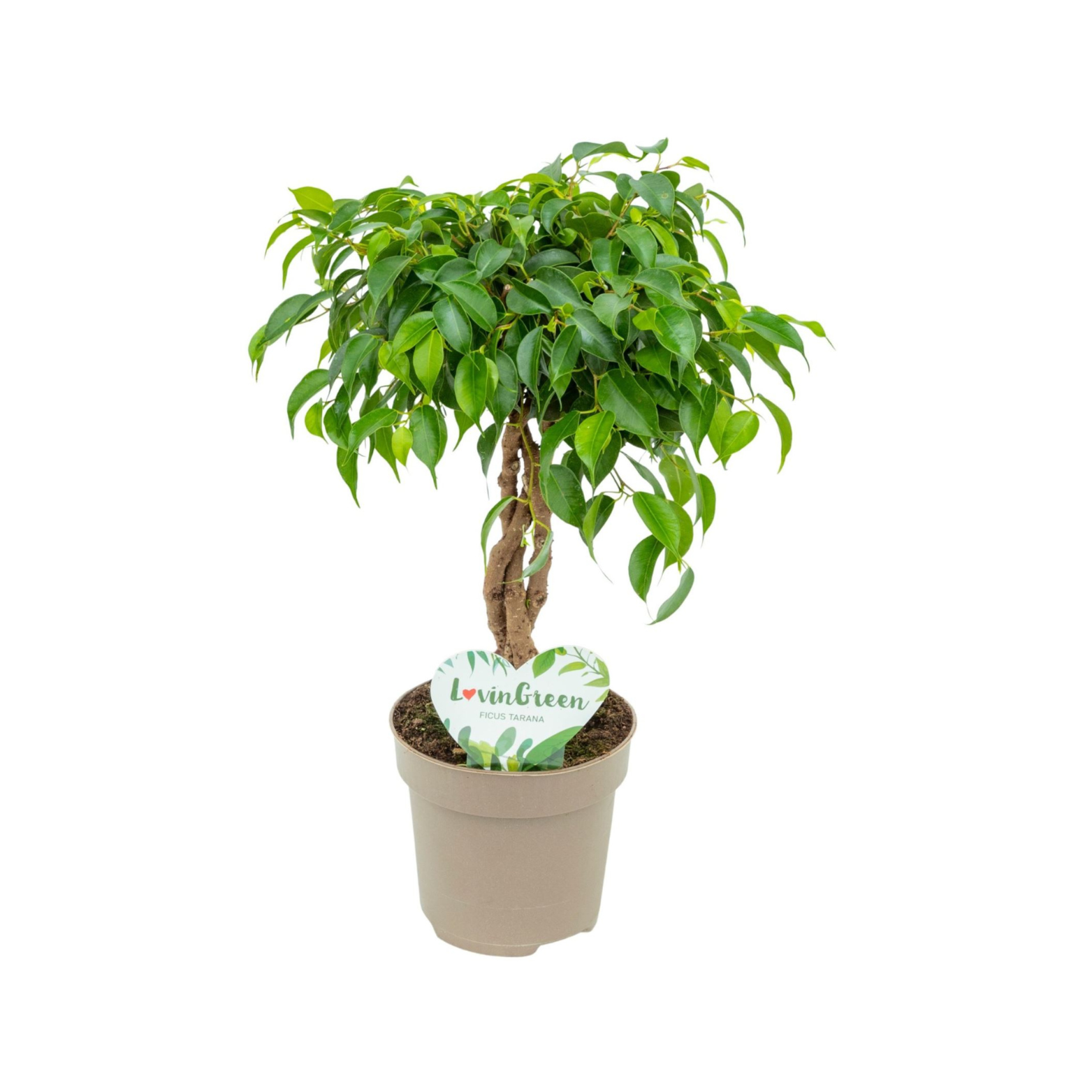 FICUS BENJAMINA 'TARANA' Braided Stem Figowiec benjamina