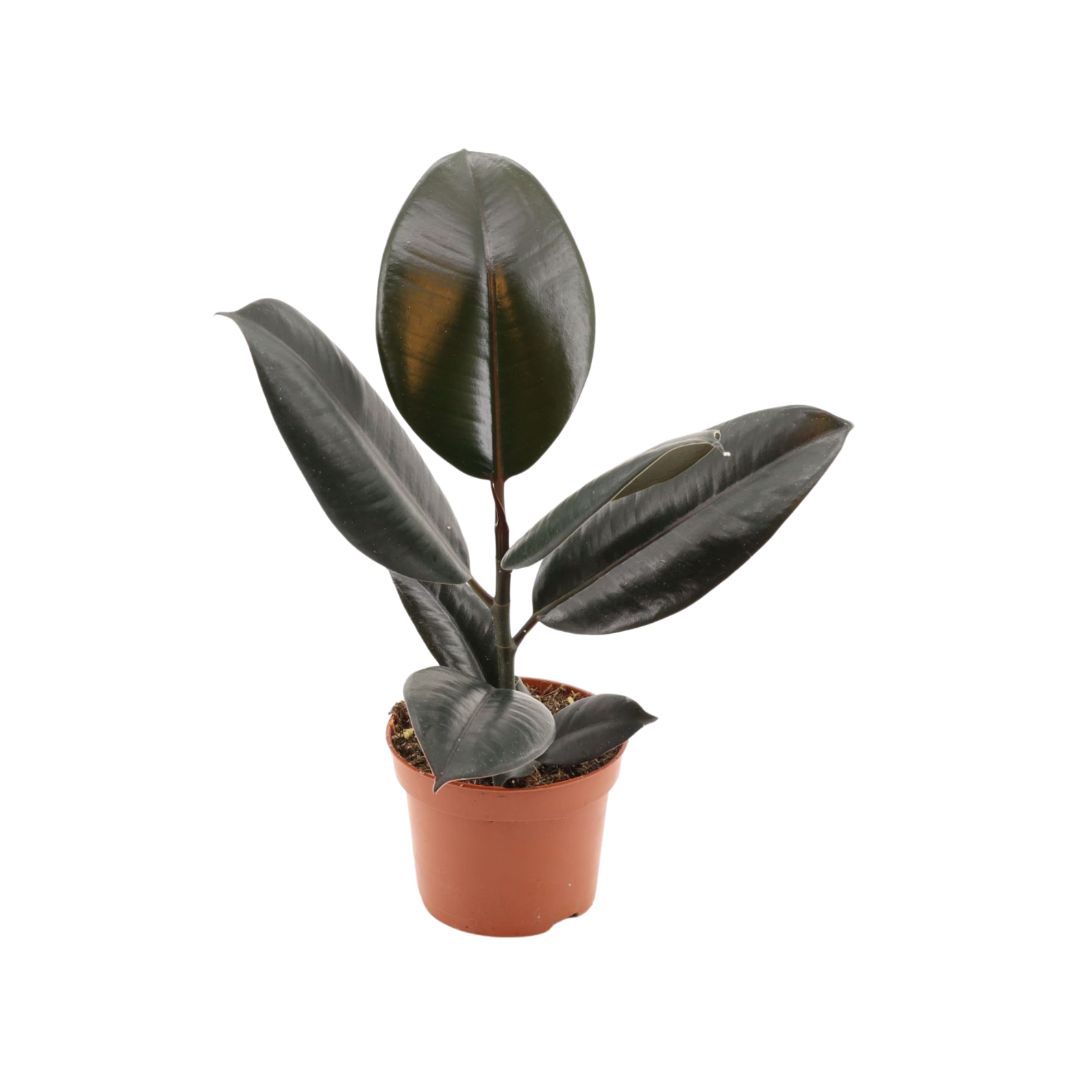 FICUS ELASTICA Figowiec sprężysty, fikus
